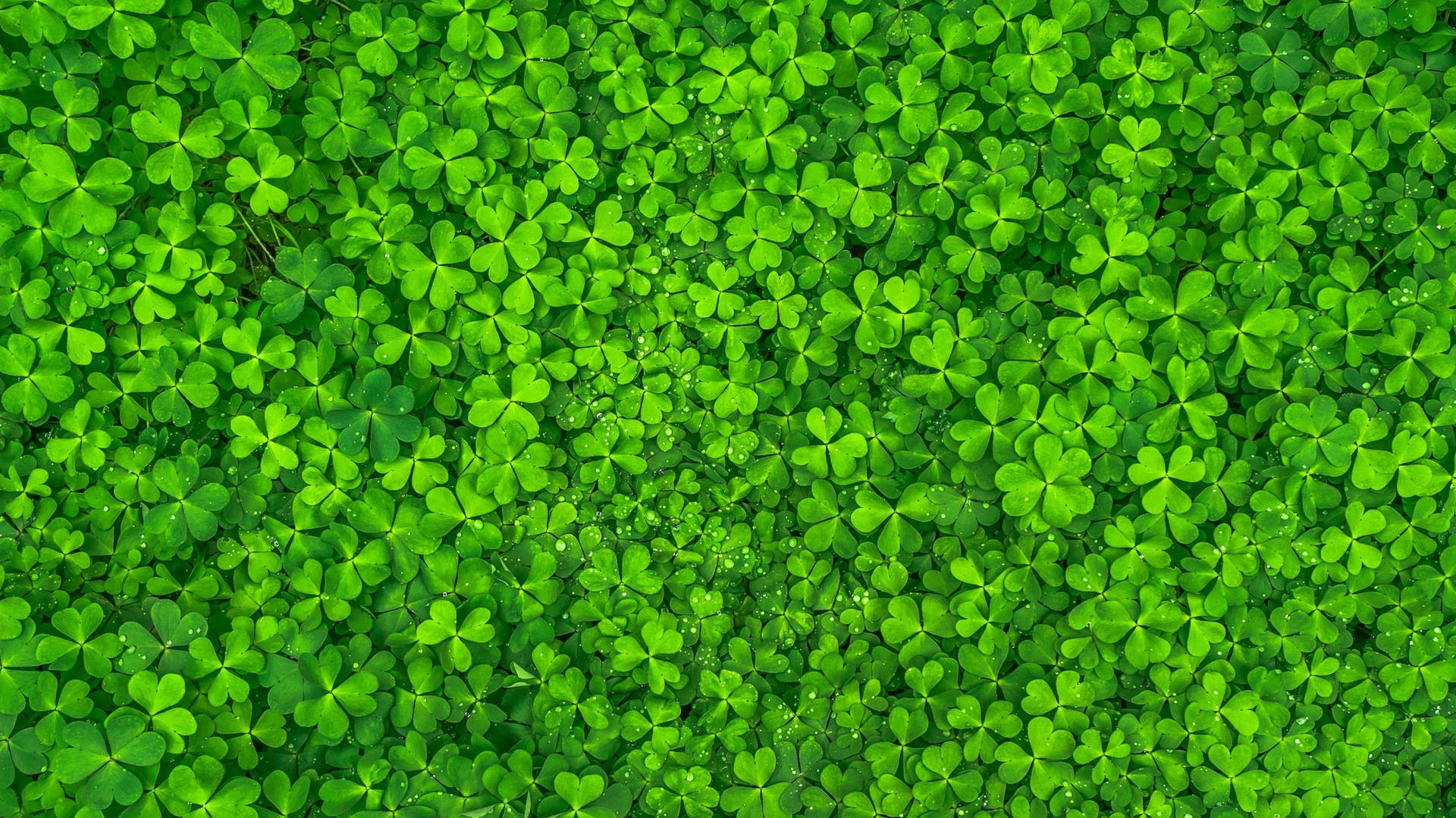 Green 1920X1080 Wallpaper and Background Image