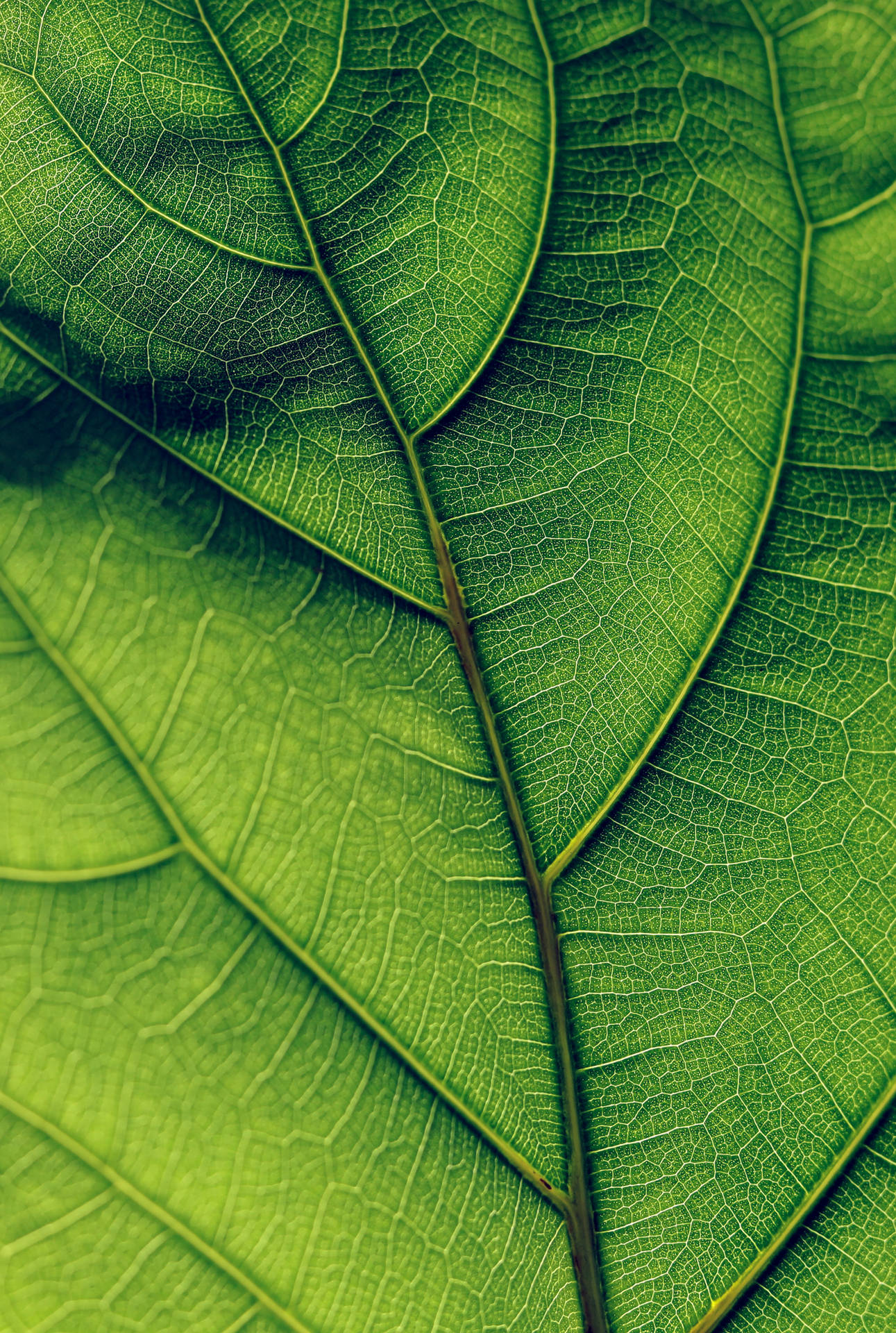 Green Aesthetic 2298X3417 Wallpaper and Background Image
