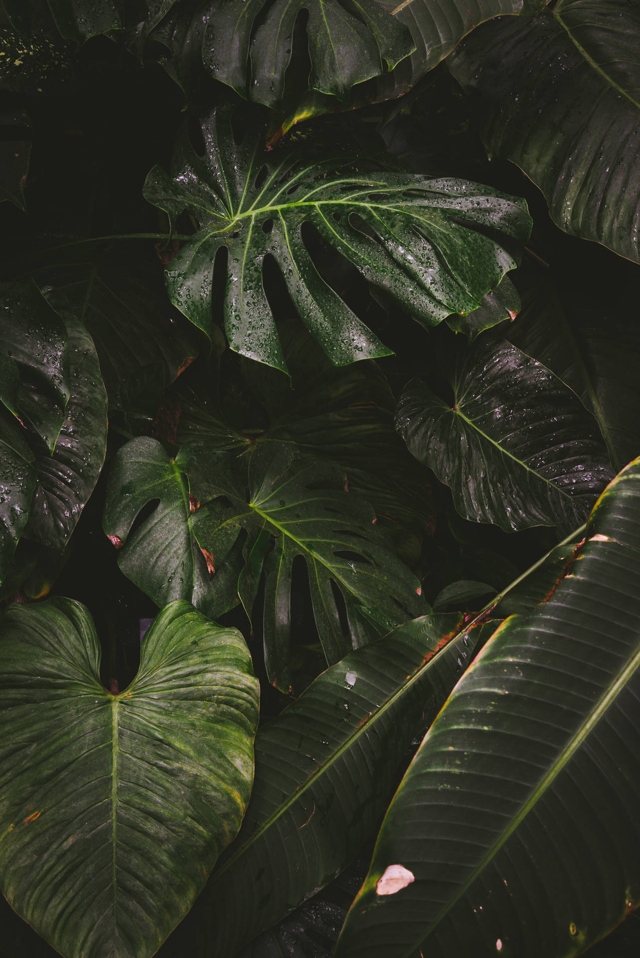 2832X4240 Green Aesthetic Wallpaper and Background