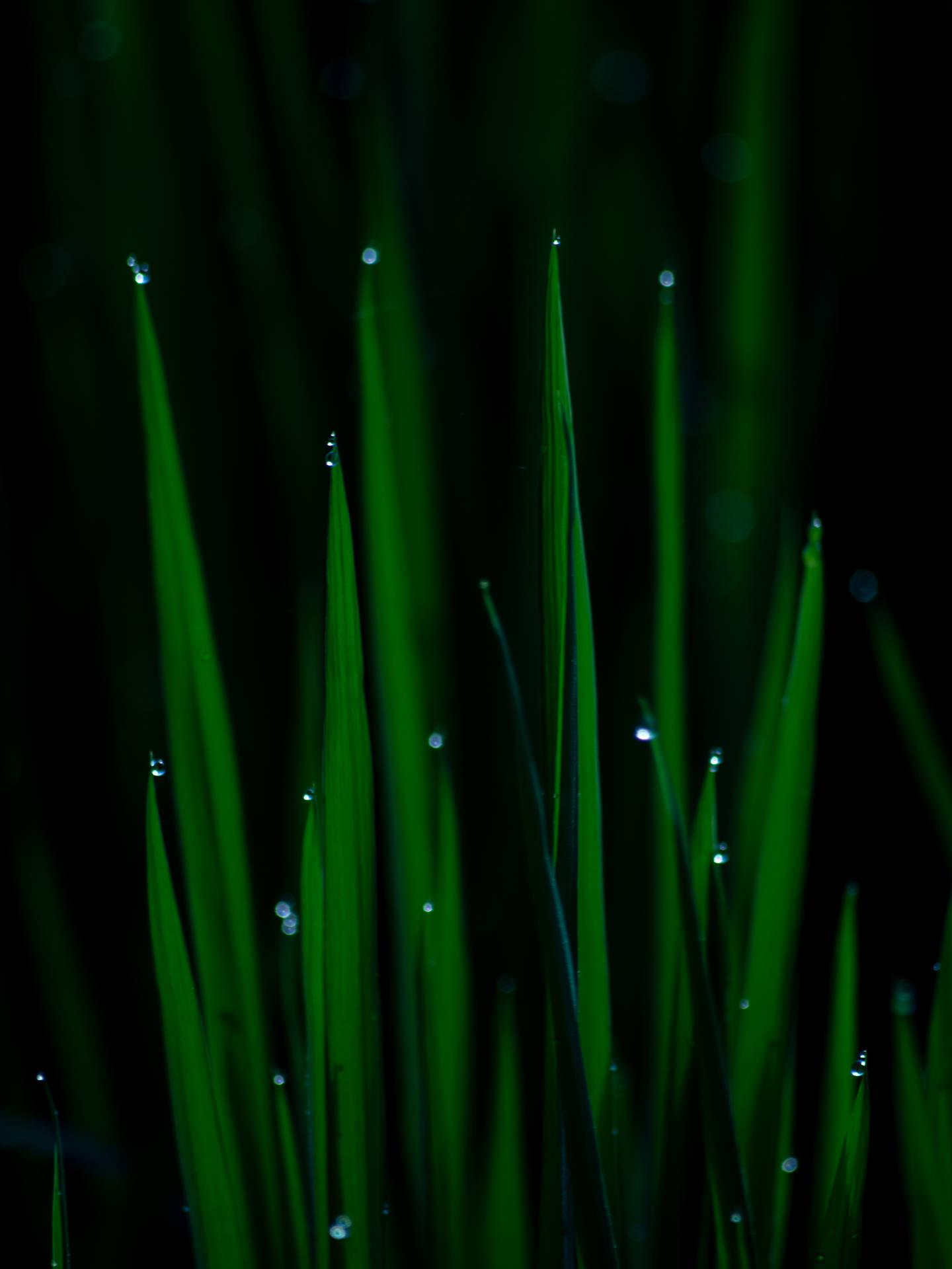 4000X5333 Green Aesthetic Wallpaper and Background