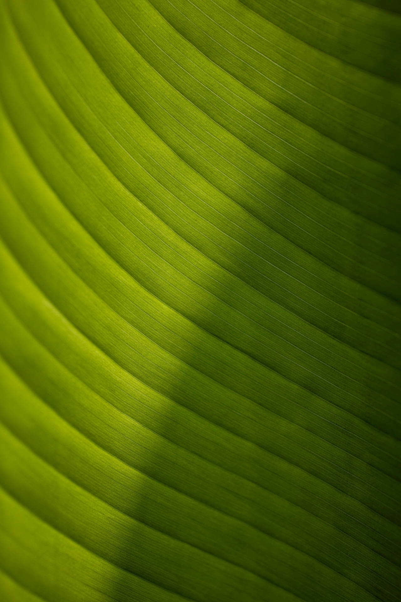 Green Aesthetic 4160X6240 Wallpaper and Background Image