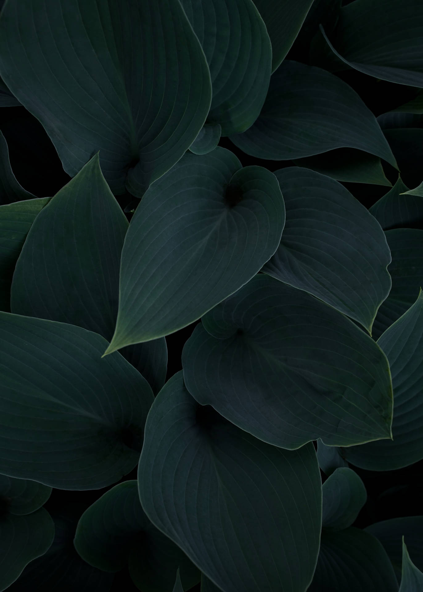 Green Aesthetic 4286X6000 Wallpaper and Background Image