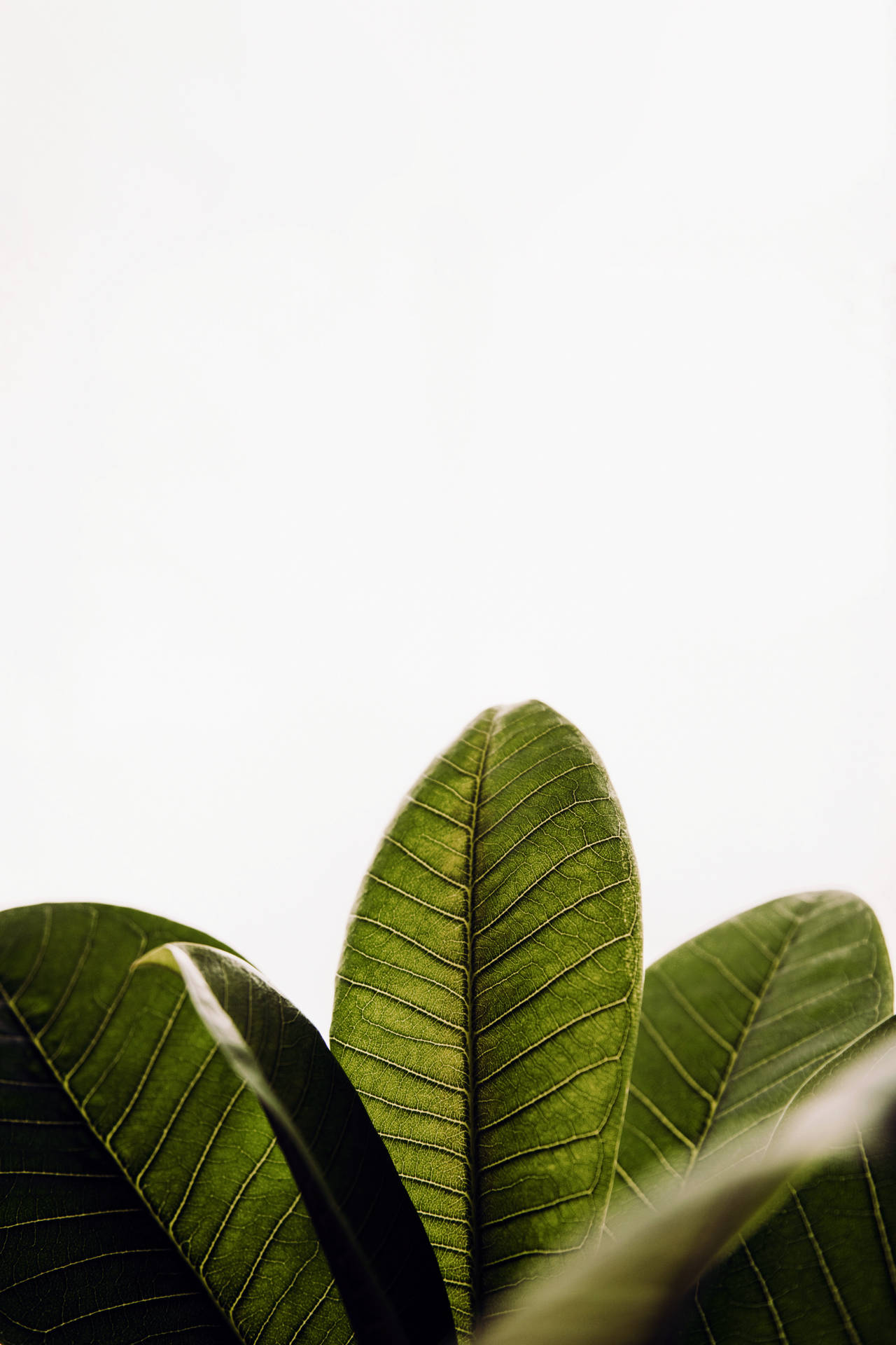 Green Aesthetic 5504X8256 Wallpaper and Background Image