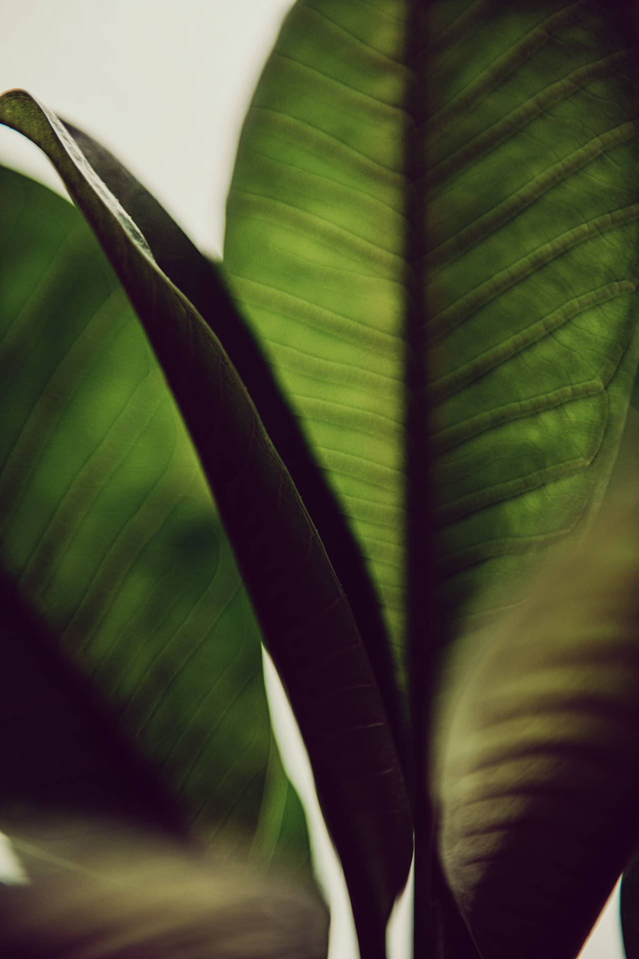 5504X8256 Green Aesthetic Wallpaper and Background