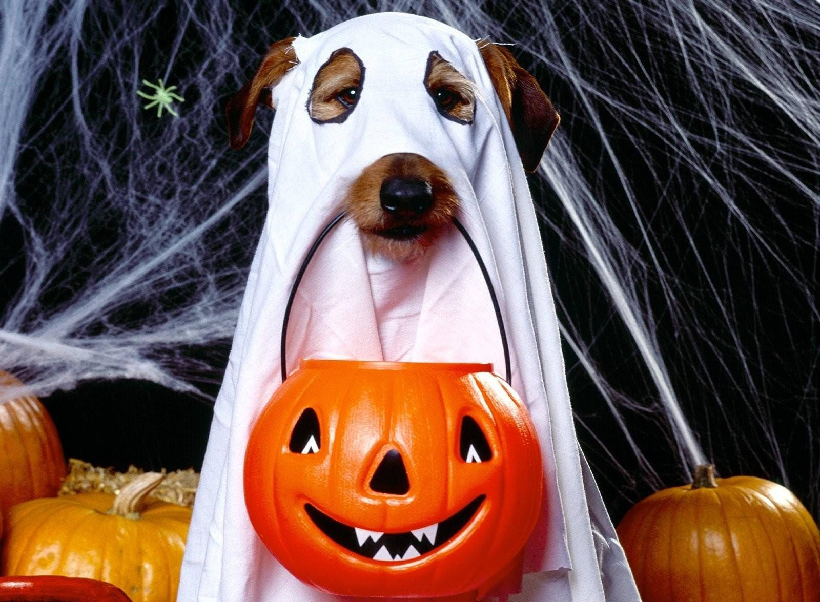 Halloween 1600X1175 Wallpaper and Background Image