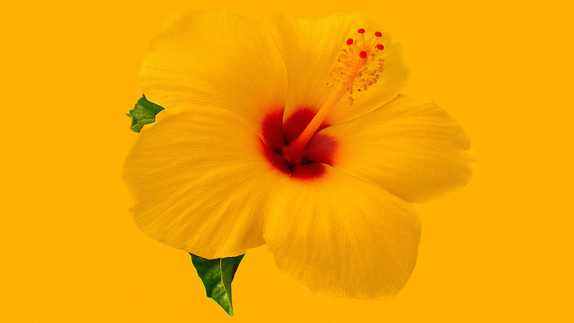 1920X1080 Hibiscus Wallpaper and Background