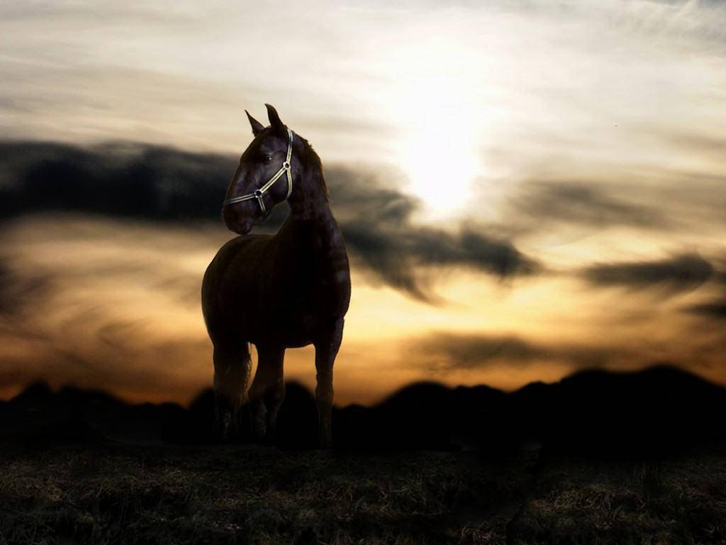 Horse 1024X768 Wallpaper and Background Image