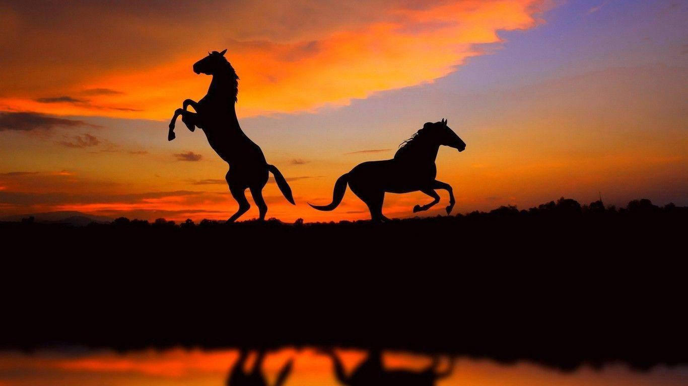 1366X768 Horse Wallpaper and Background