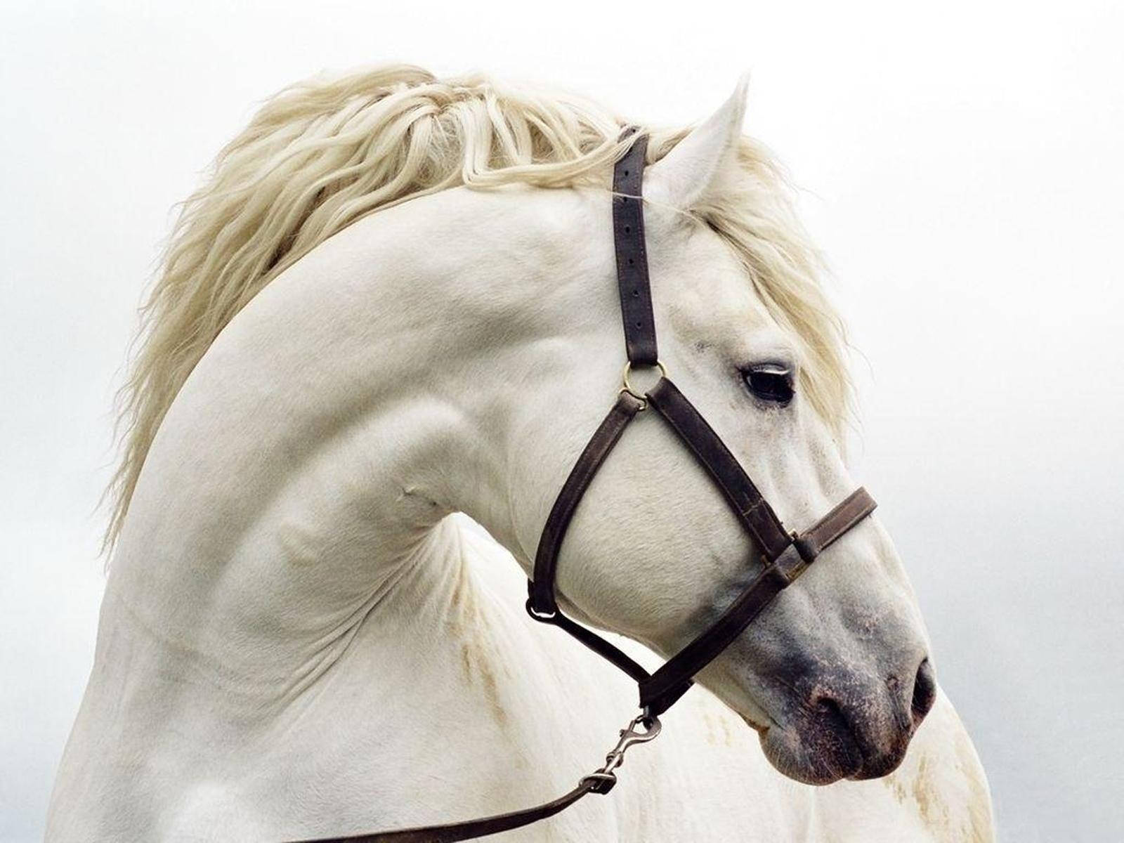 Horse 1600X1200 Wallpaper and Background Image