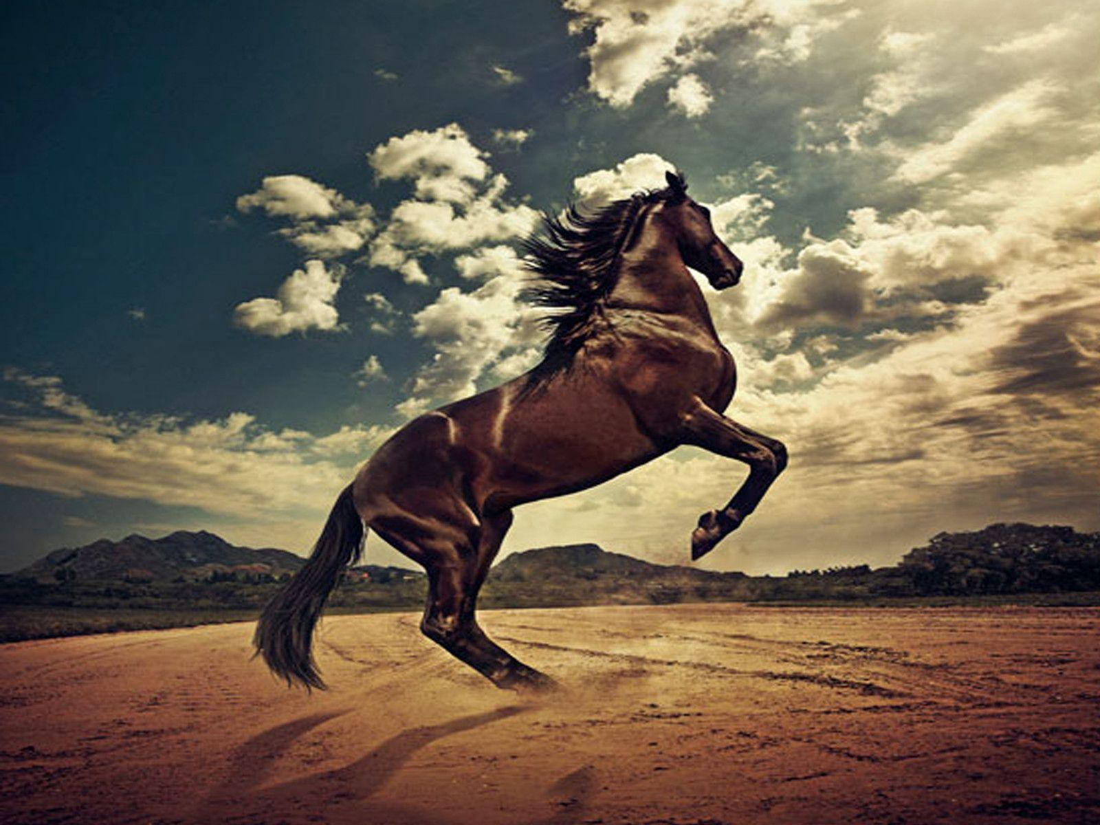 Horse 1600X1200 Wallpaper and Background Image