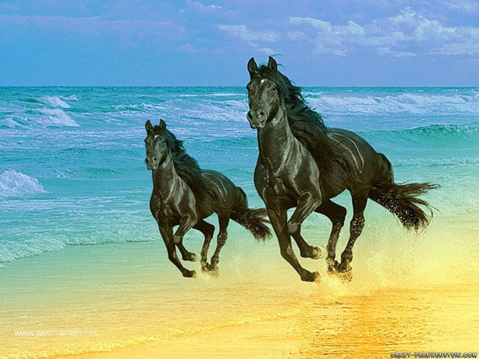 1600X1200 Horse Wallpaper and Background