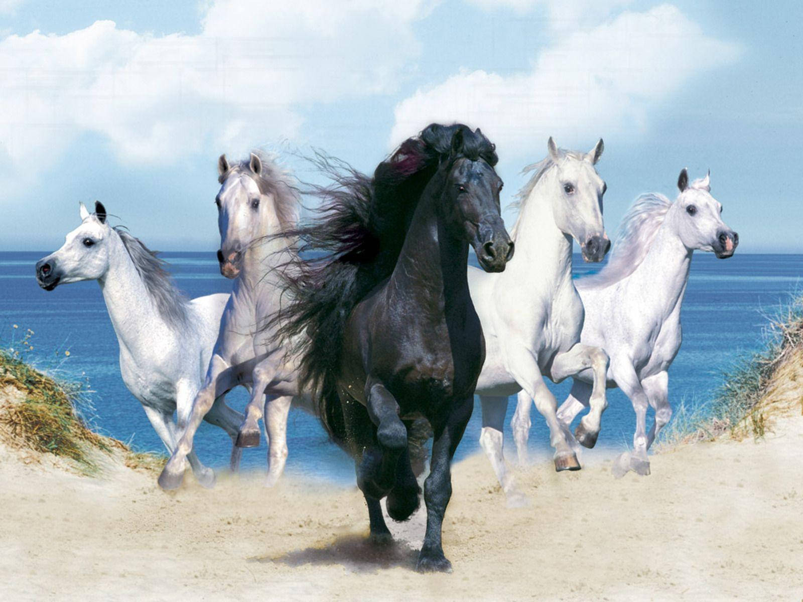 1600X1200 Horse Wallpaper and Background