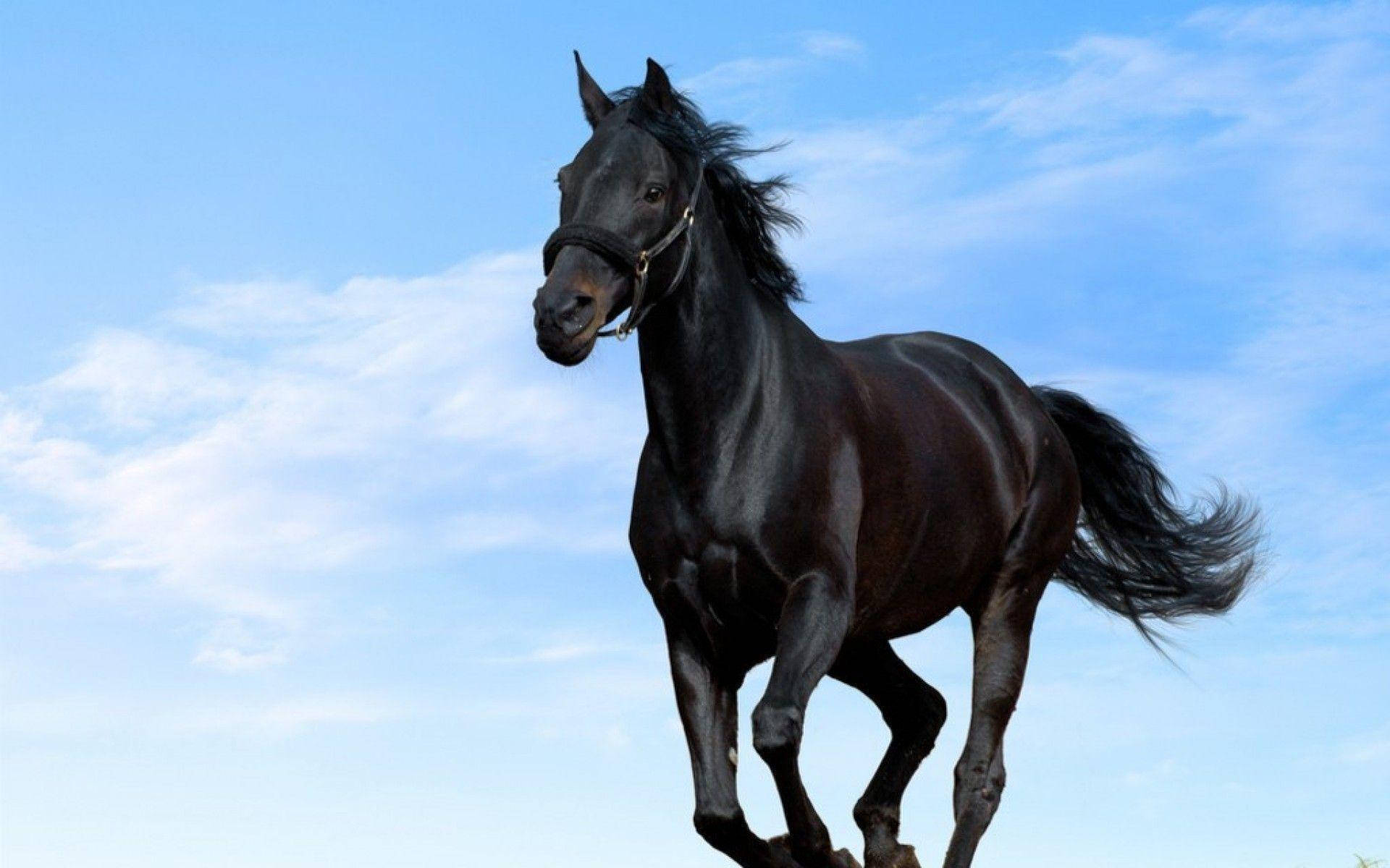 Horse 1920X1200 Wallpaper and Background Image
