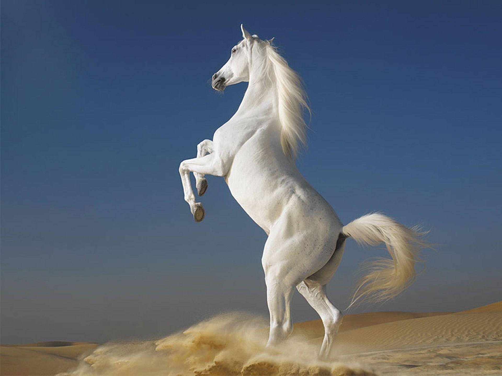 Horse 1920X1440 Wallpaper and Background Image