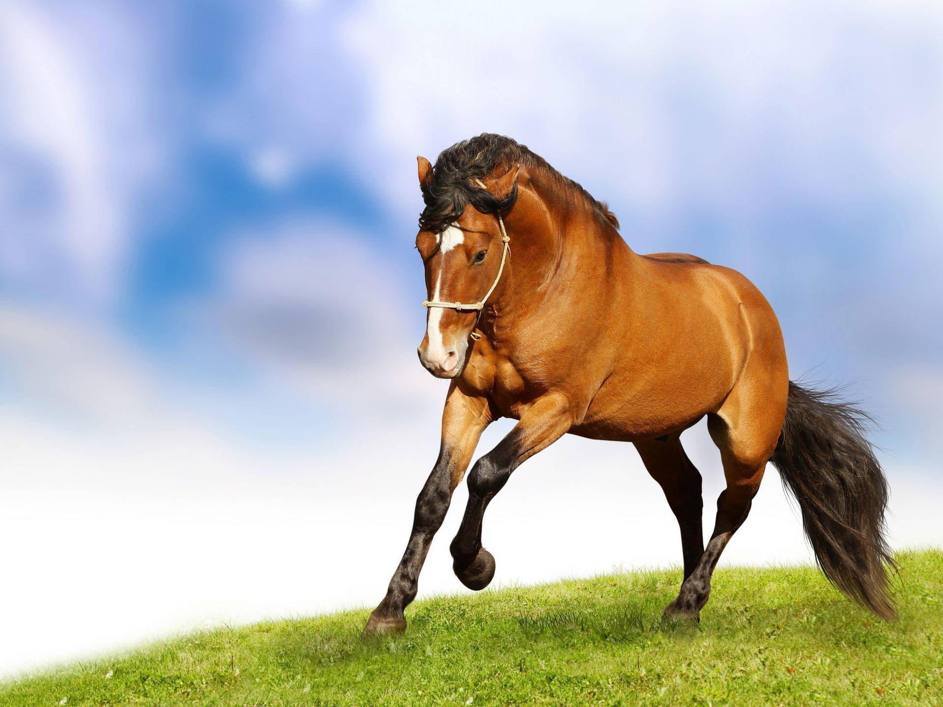 Horse 2048X1536 Wallpaper and Background Image