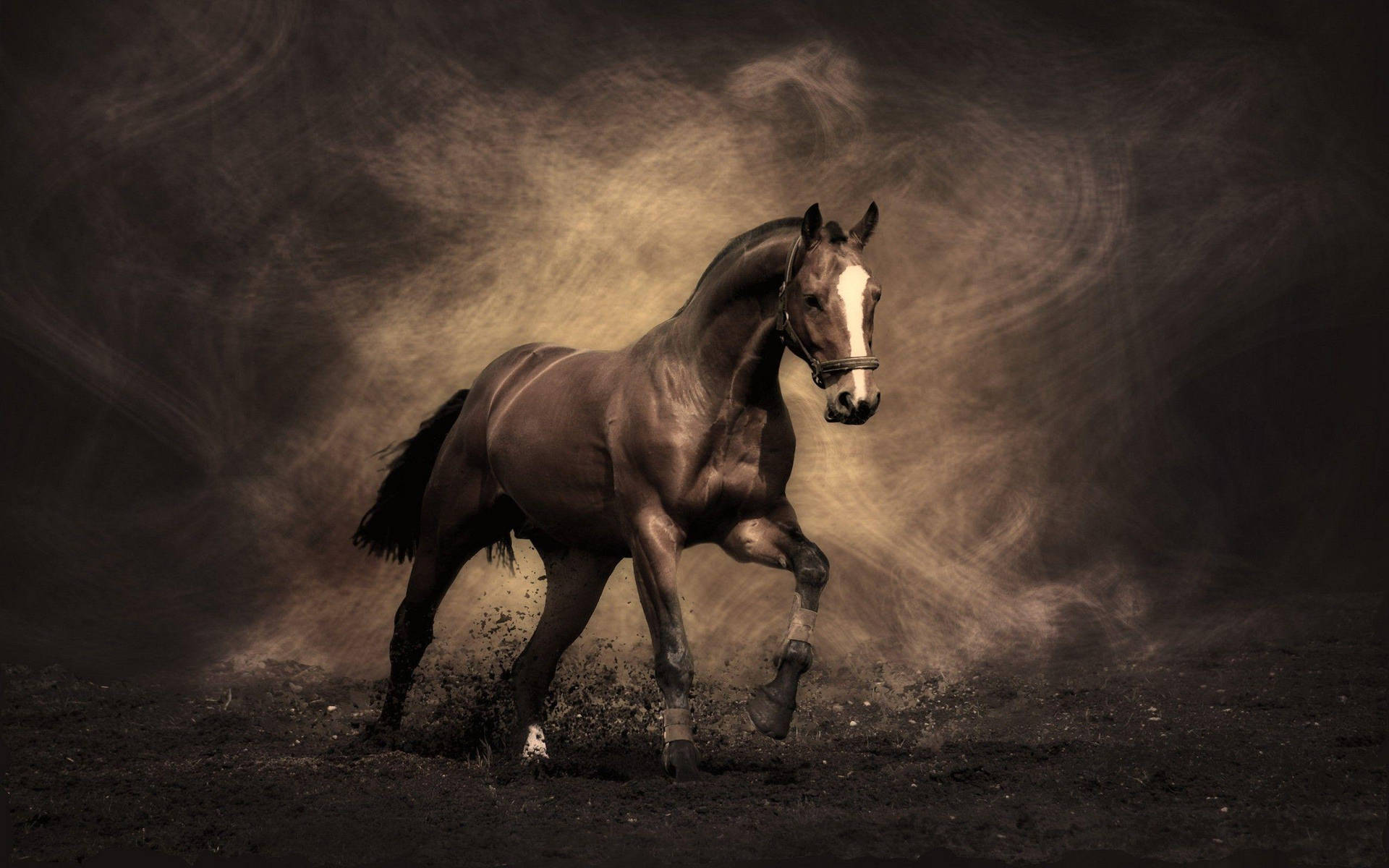 Horse 2560X1600 wallpaper