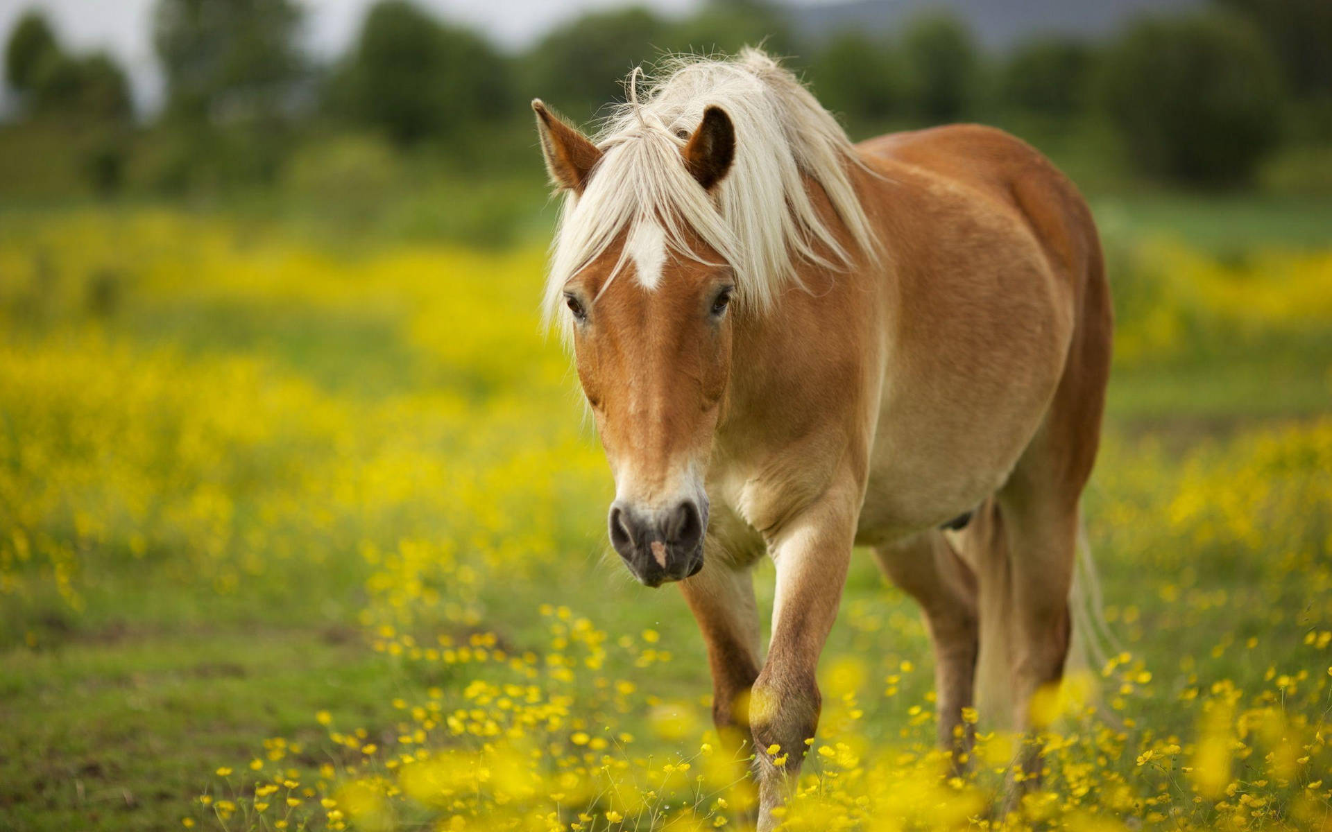 Horse 2560X1600 Wallpaper and Background Image
