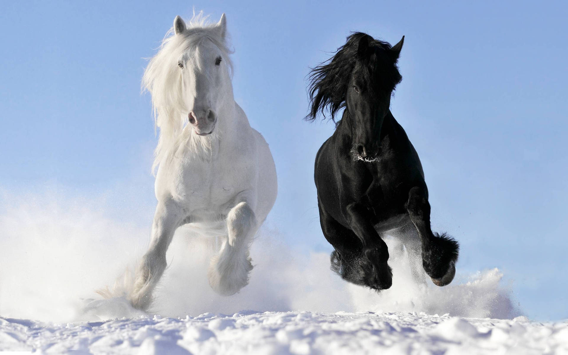 2560X1600 Horse Wallpaper and Background