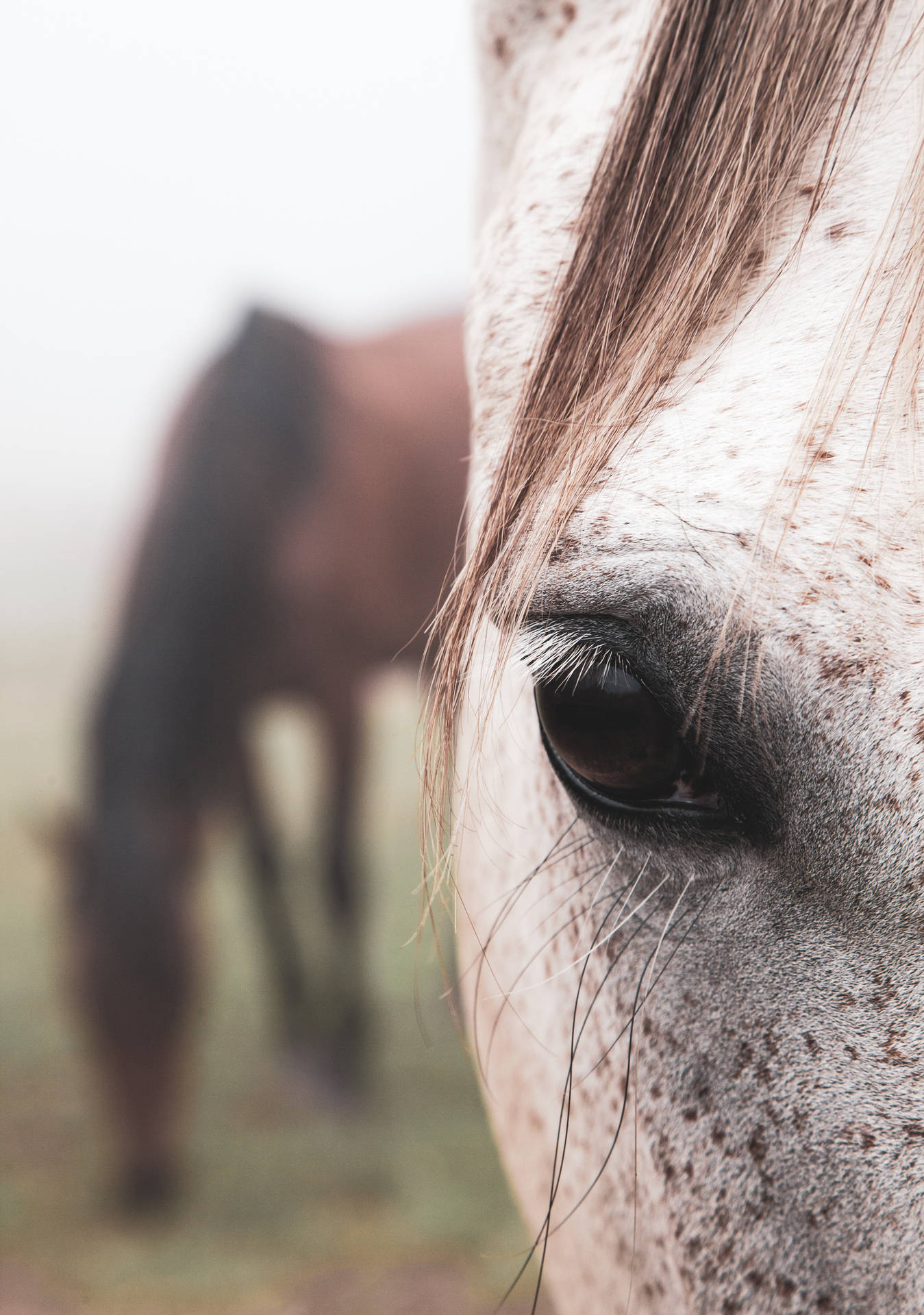 3744X5327 Horse Wallpaper and Background