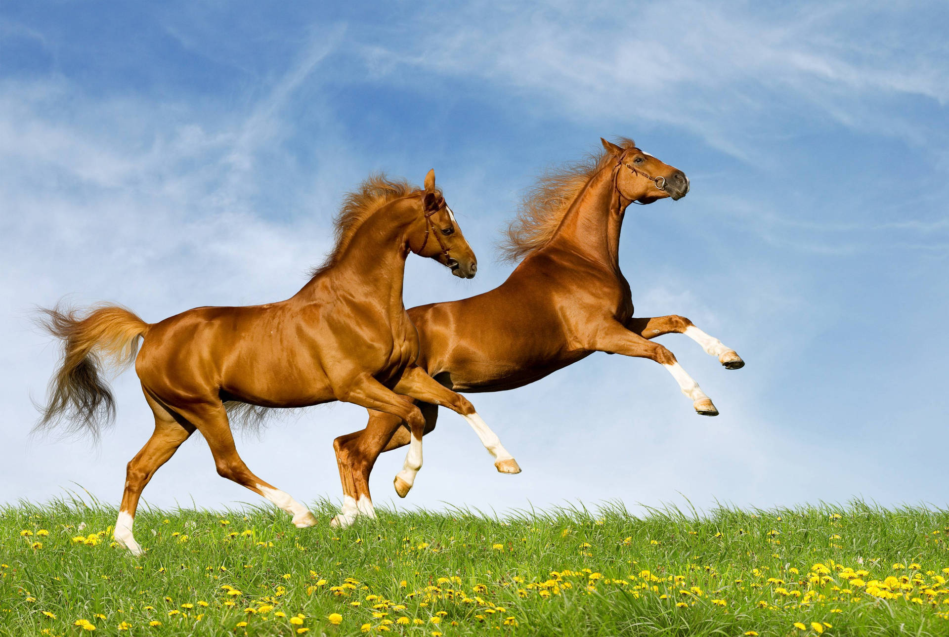Horse 4000X2686 Wallpaper and Background Image