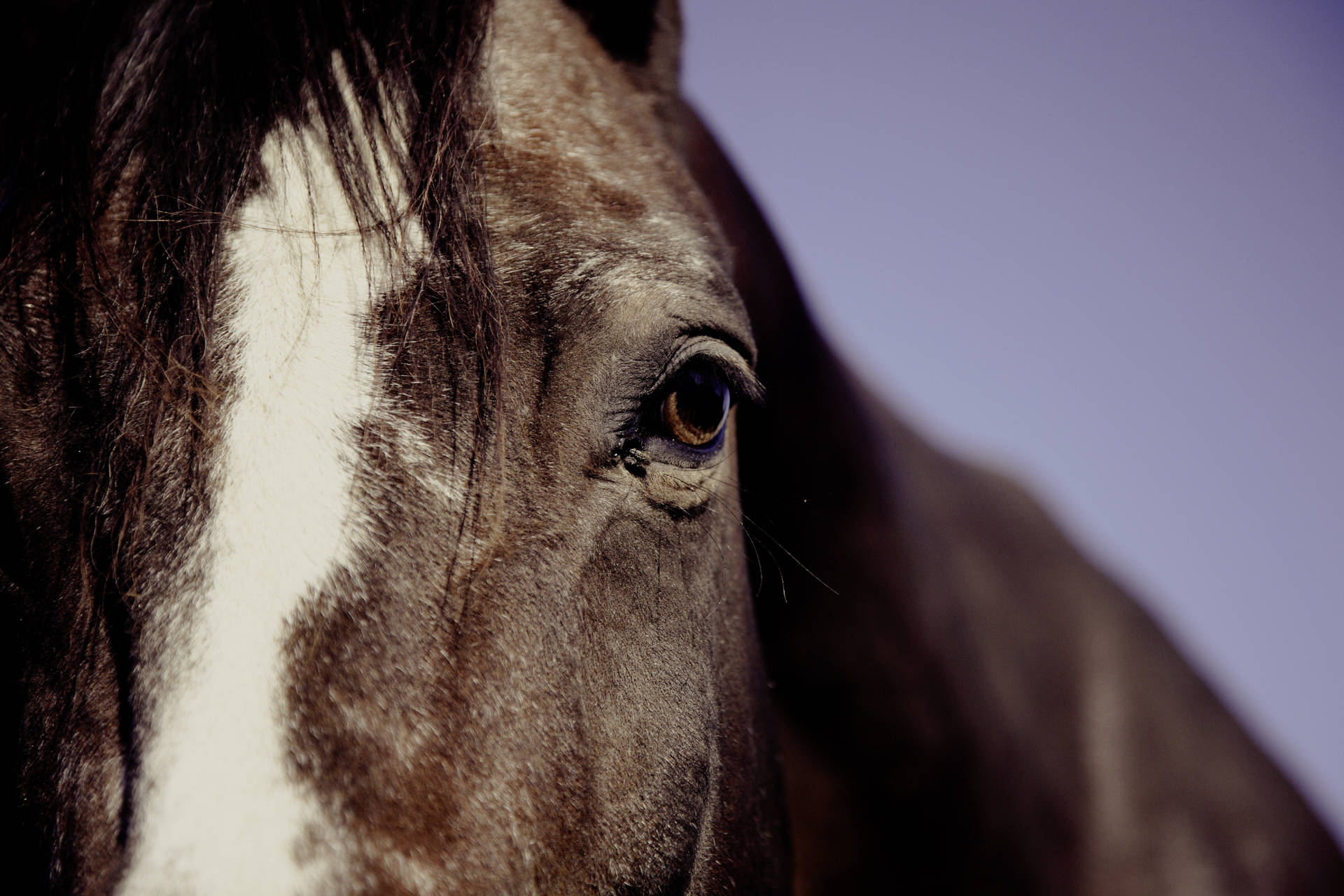 Horse 4368X2912 Wallpaper and Background Image