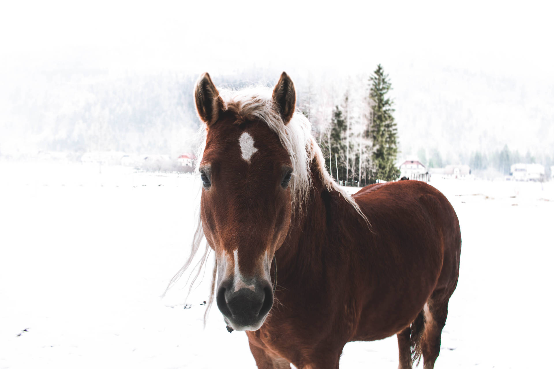 Horse 5184X3456 Wallpaper and Background Image