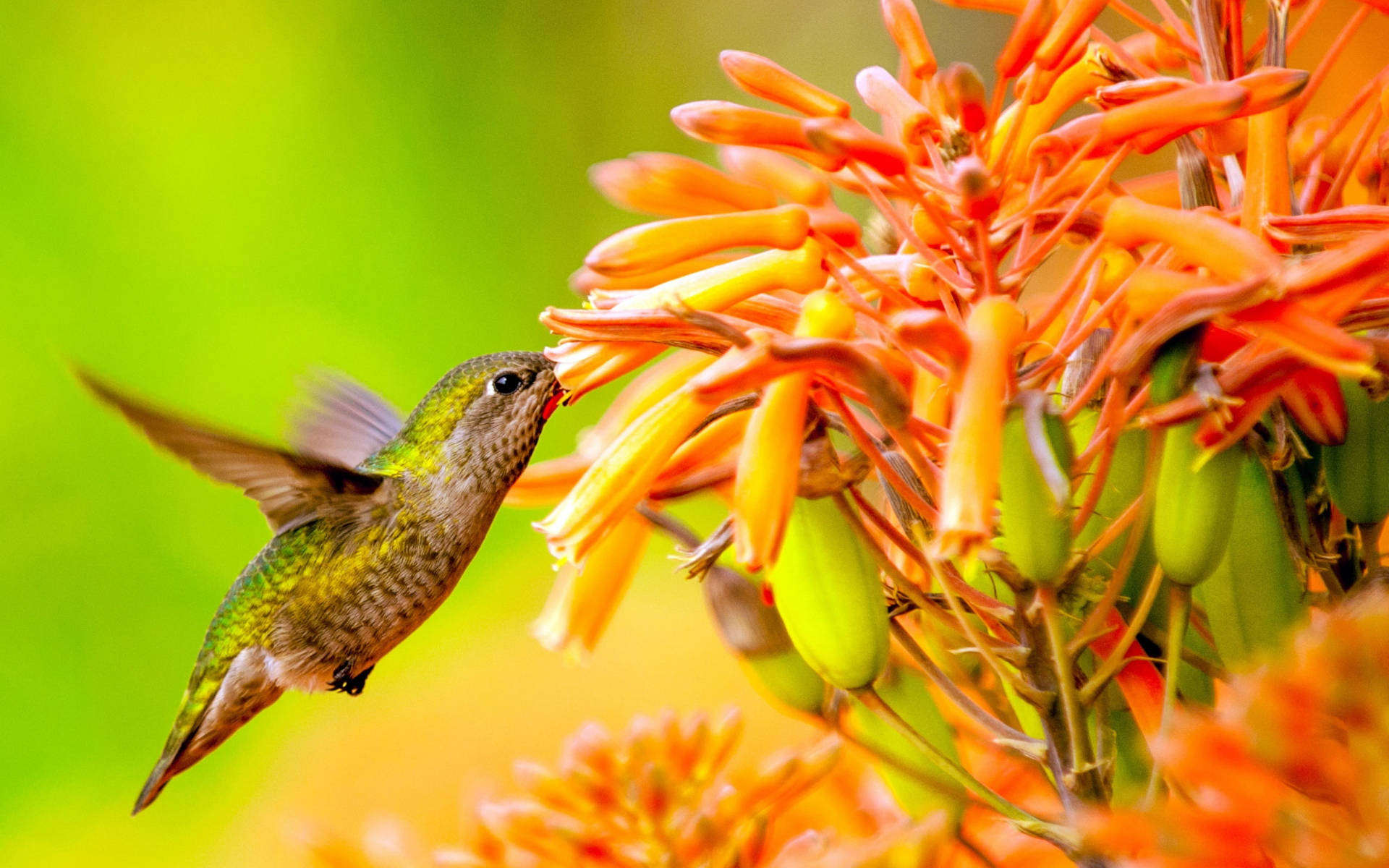 Hummingbird 1920X1200 Wallpaper and Background Image