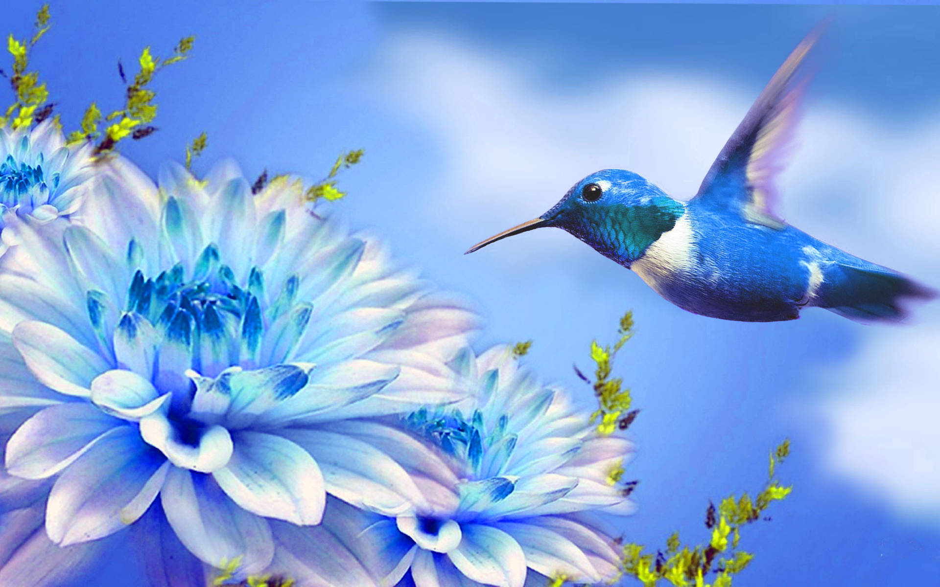 Hummingbird 1920X1200 Wallpaper and Background Image