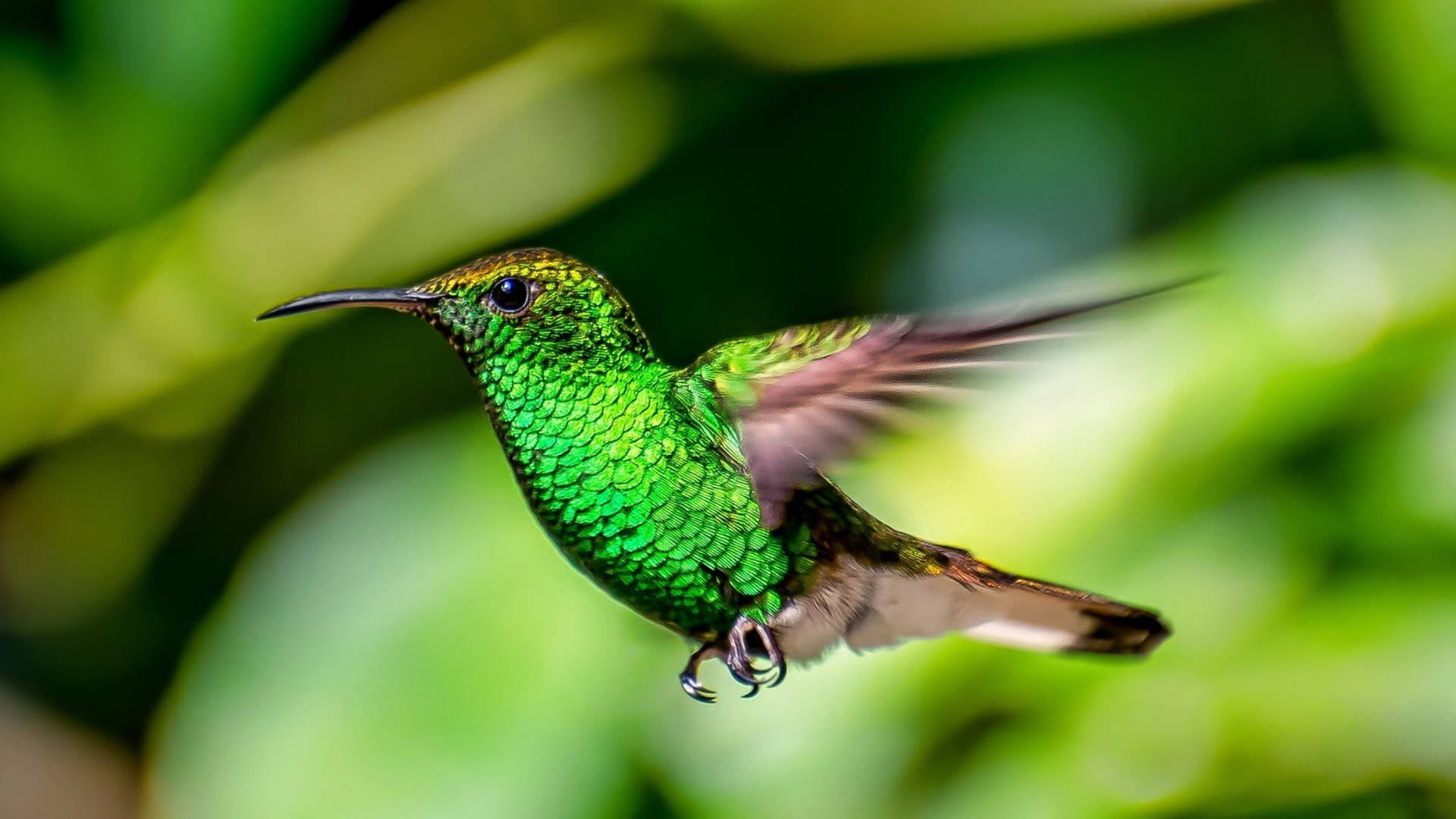Hummingbird 2560X1440 Wallpaper and Background Image