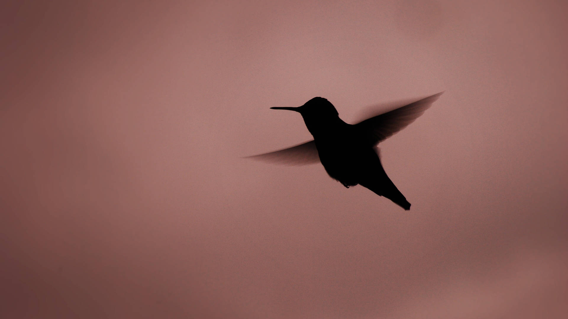 Hummingbird 2560X1440 Wallpaper and Background Image