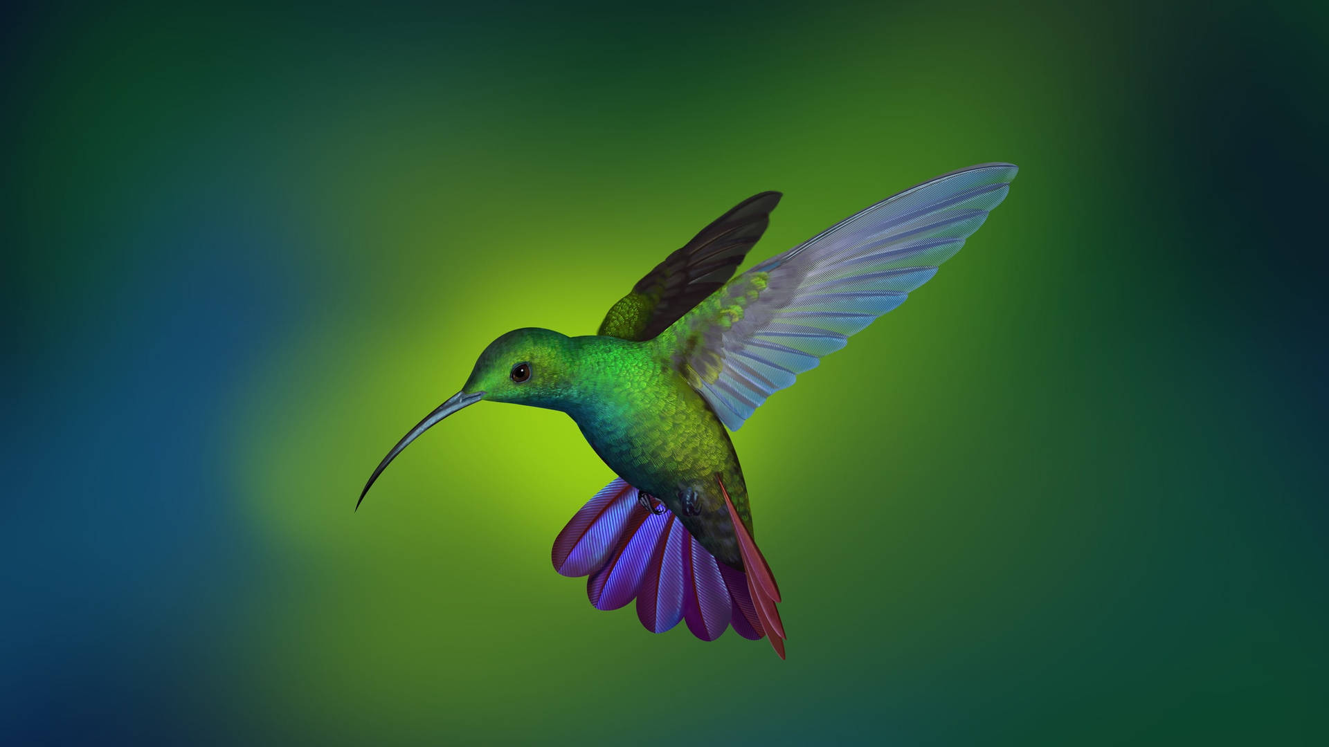 2560X1440 Hummingbird Wallpaper and Background