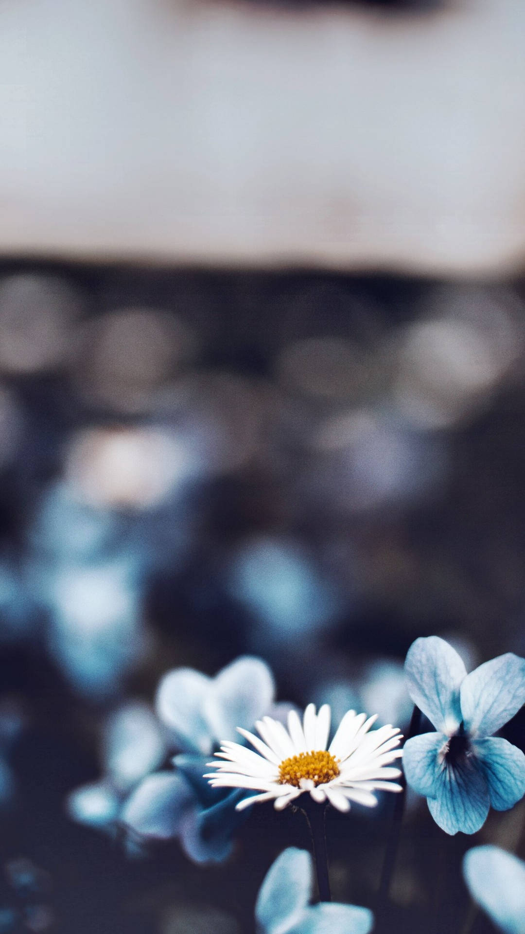 1440X2560 Iphone 12 Pro Max Wallpaper and Background