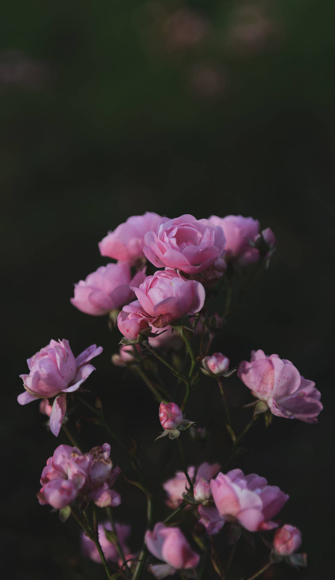 3510X6078 Iphone Pink Aesthetic Wallpaper and Background