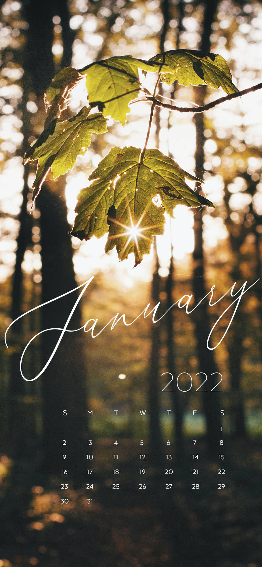 January 1284X2778 Wallpaper and Background Image