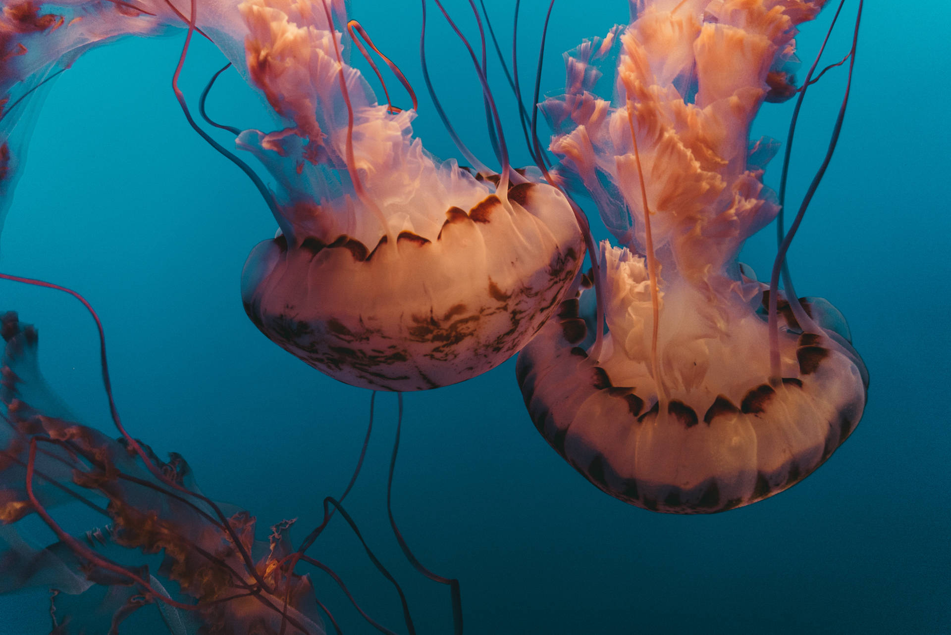 2188X1462 Jellyfish Wallpaper and Background