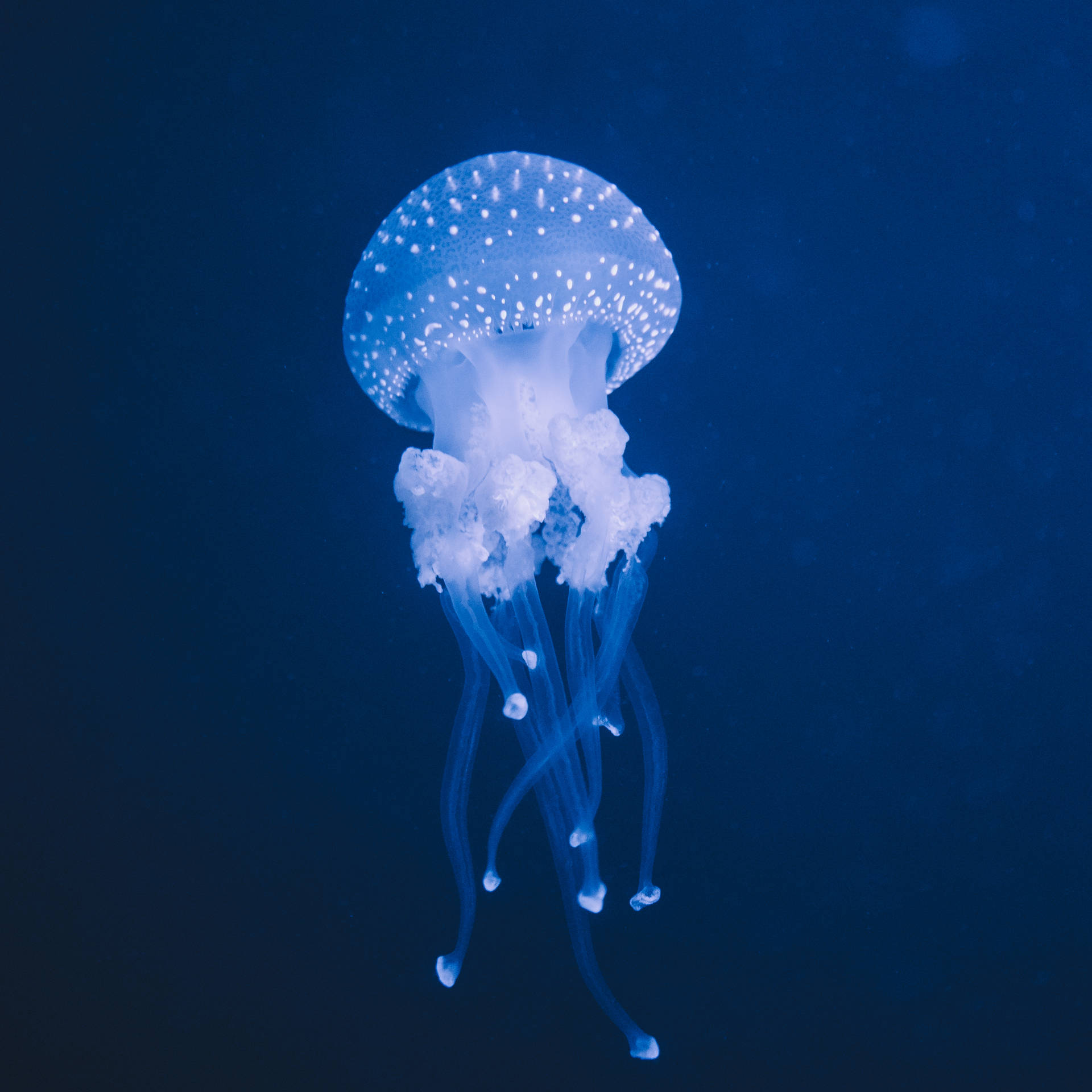 2640X2640 Jellyfish Wallpaper and Background