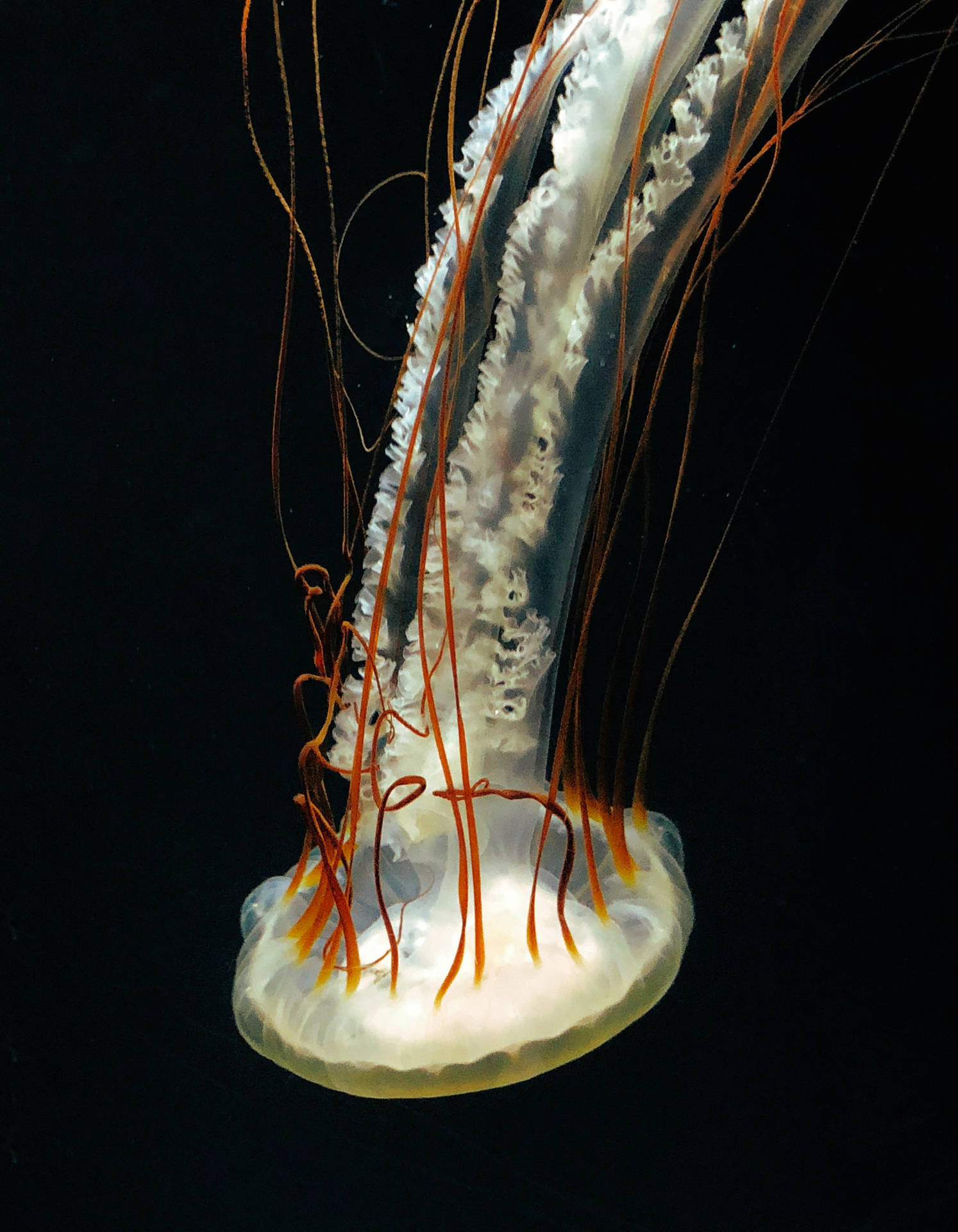 Jellyfish 3024X3887 Wallpaper and Background Image