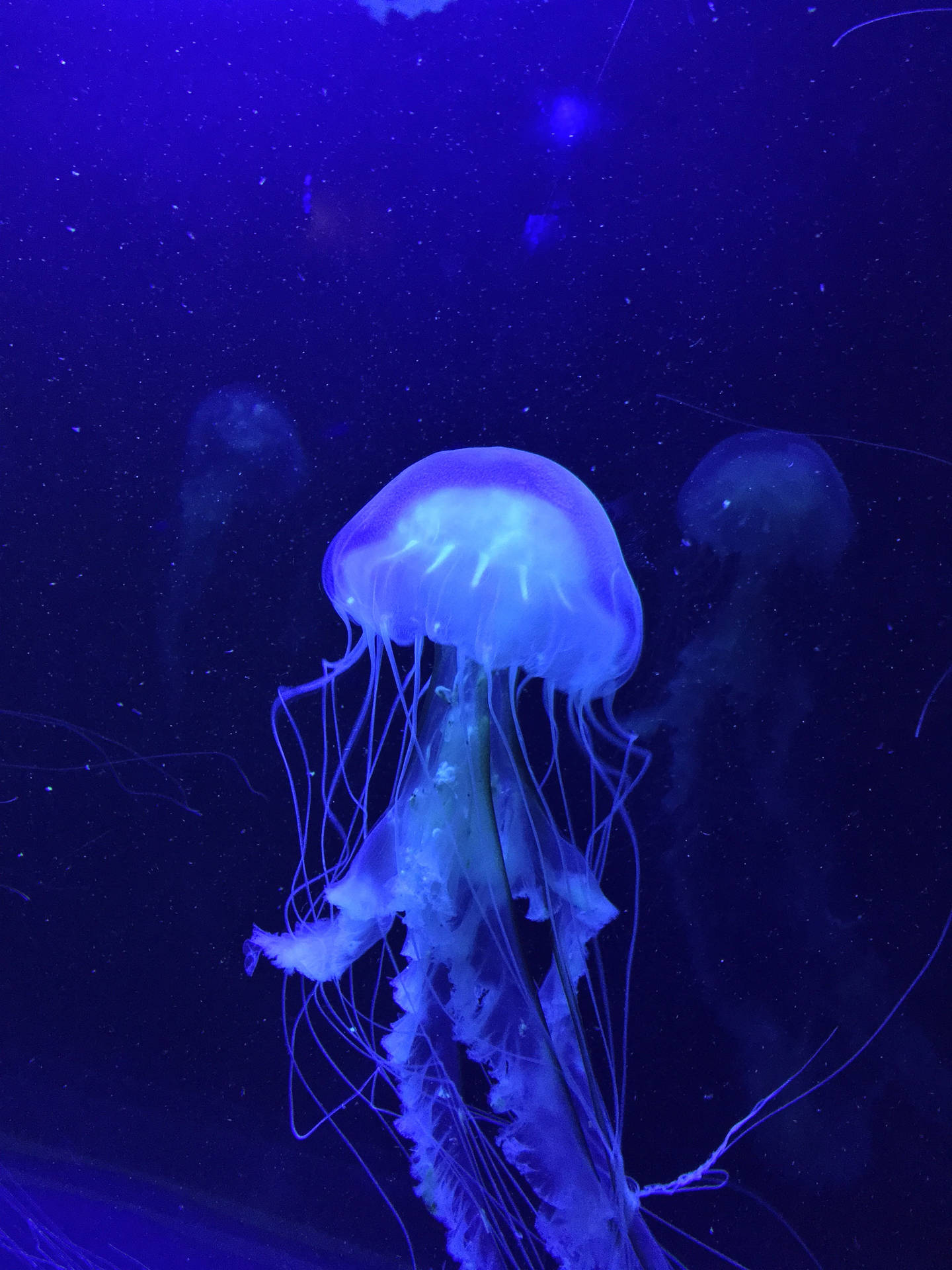 Jellyfish 3024X4032 Wallpaper and Background Image