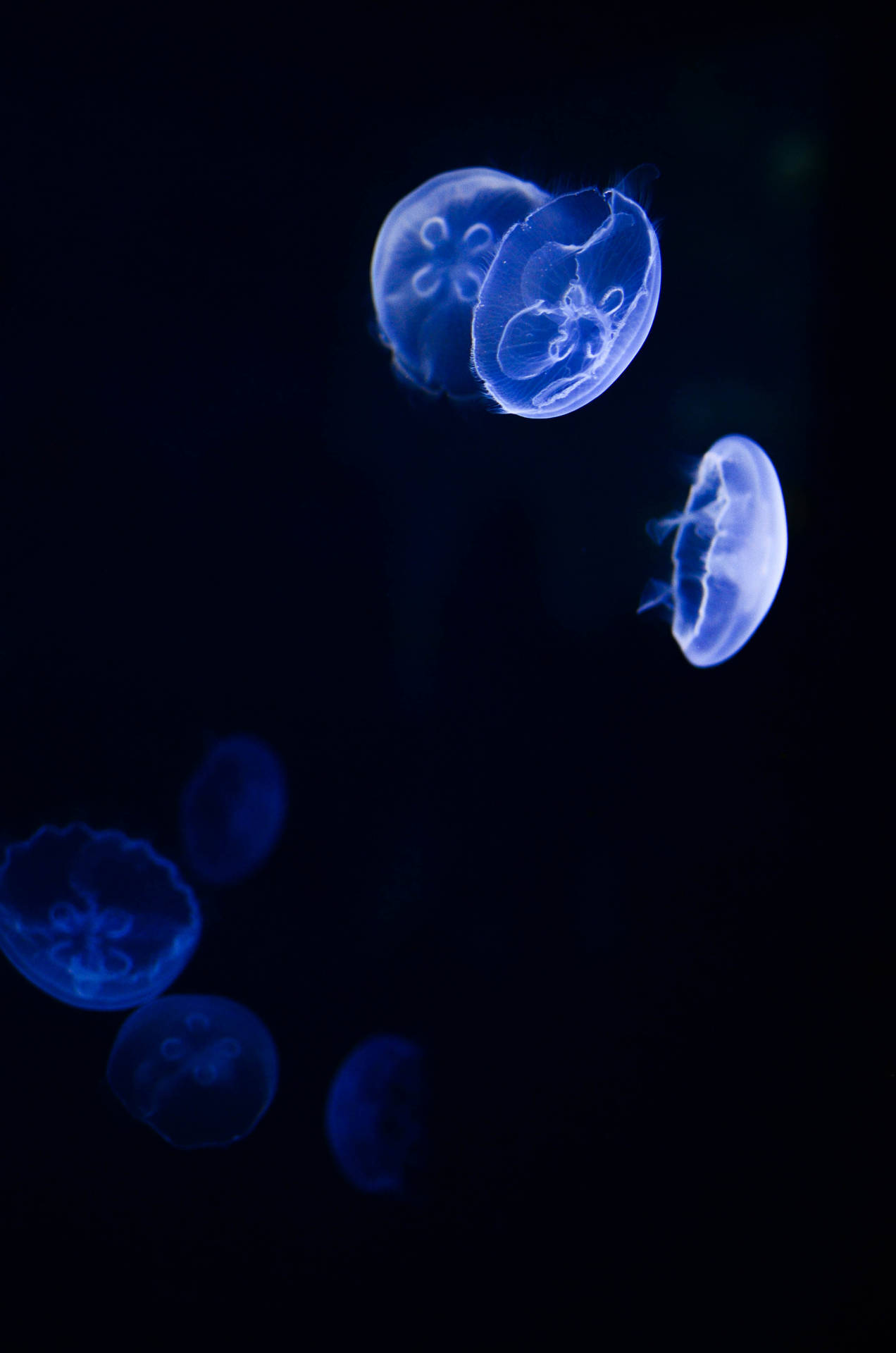 3264X4928 Jellyfish Wallpaper and Background