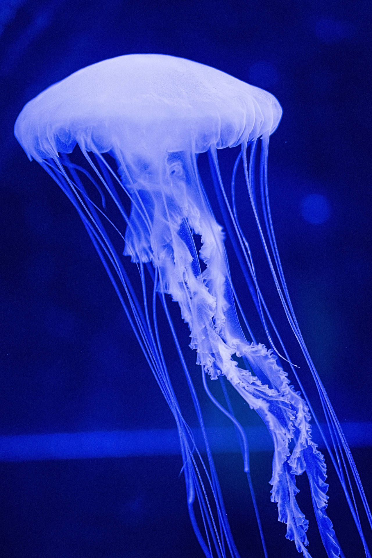 3340X5010 Jellyfish Wallpaper and Background