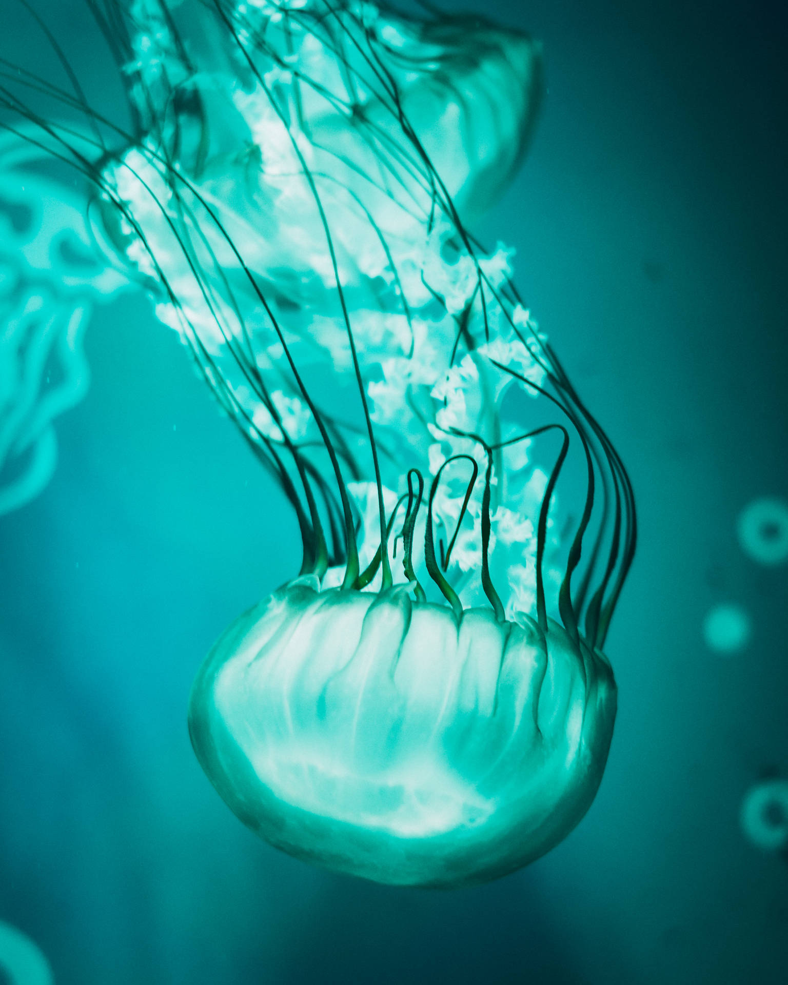 Jellyfish 3376X4220 Wallpaper and Background Image