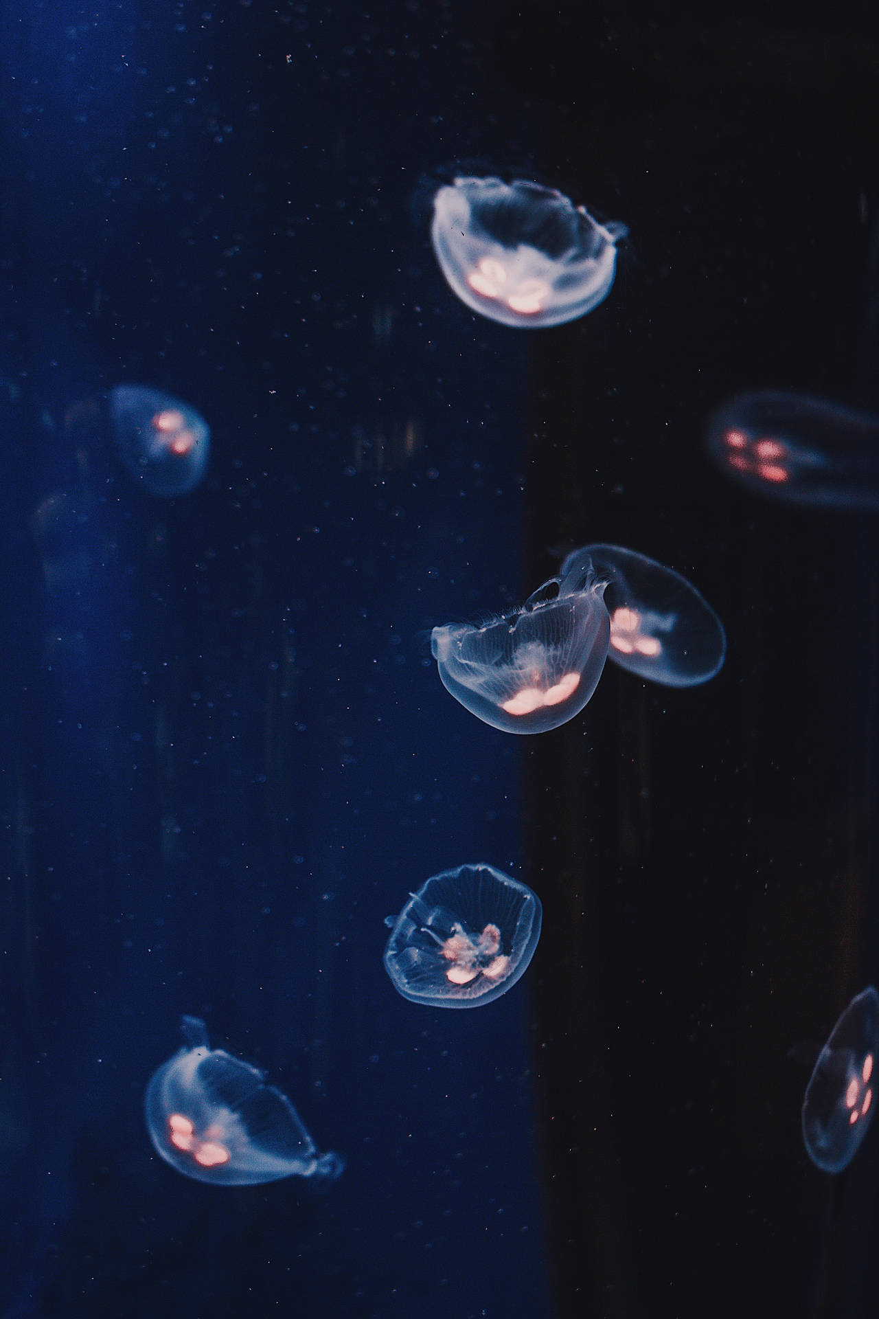 3456X5184 Jellyfish Wallpaper and Background