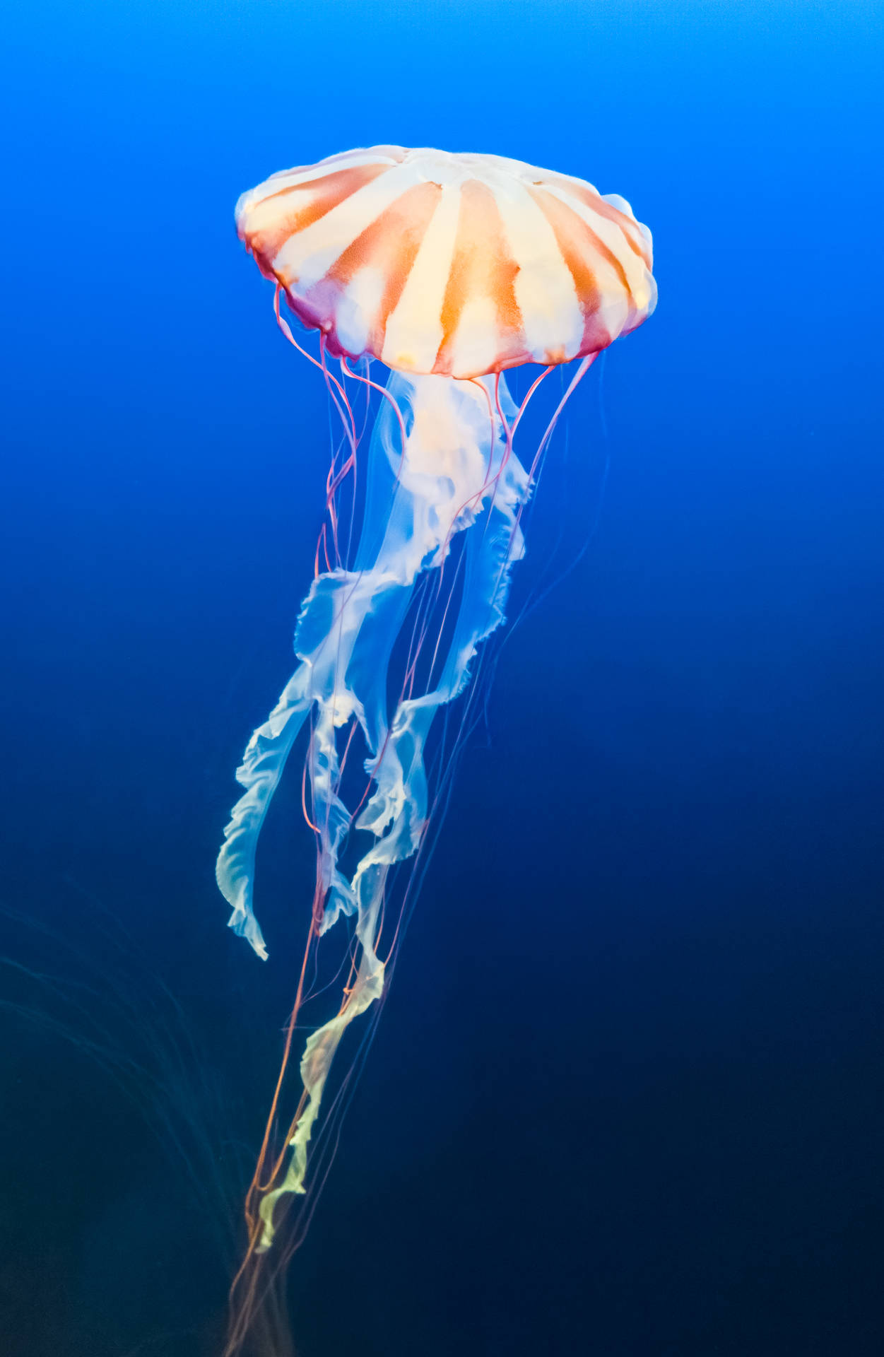 3755X5760 Jellyfish Wallpaper and Background