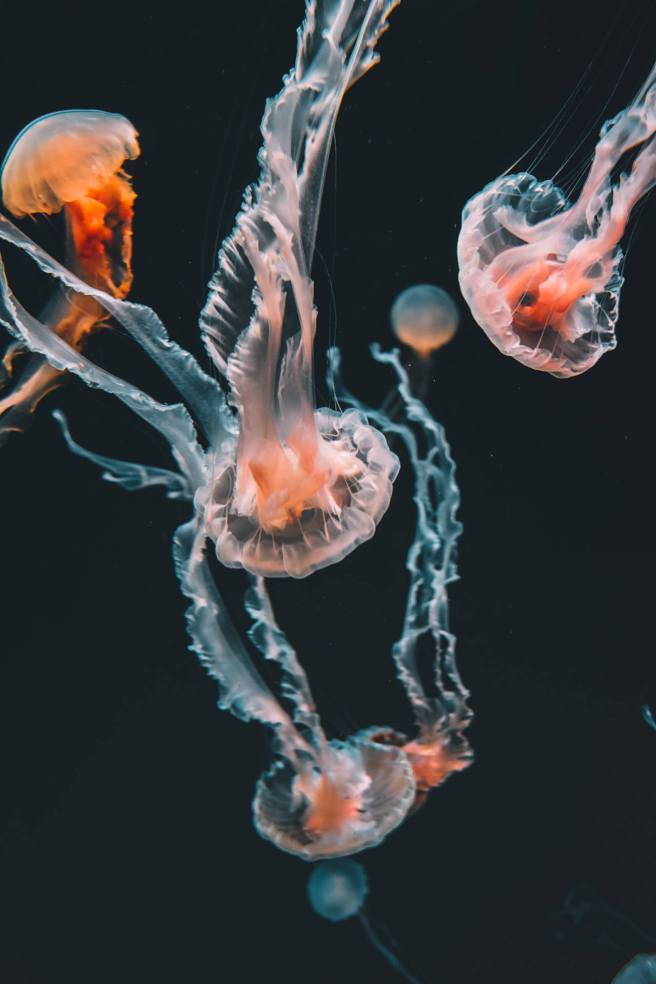 4000X6000 Jellyfish Wallpaper and Background