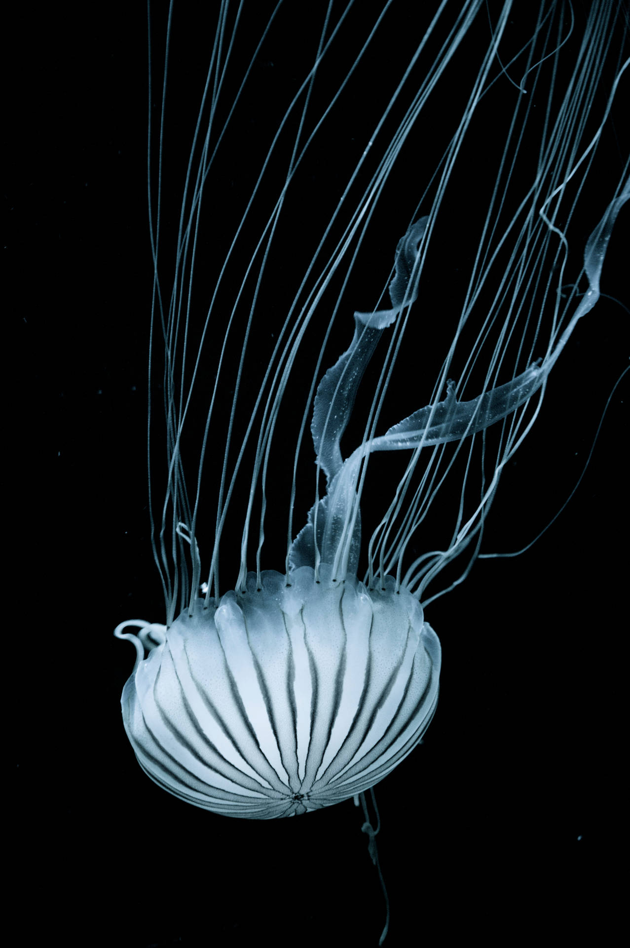 Jellyfish 4000X6016 Wallpaper and Background Image