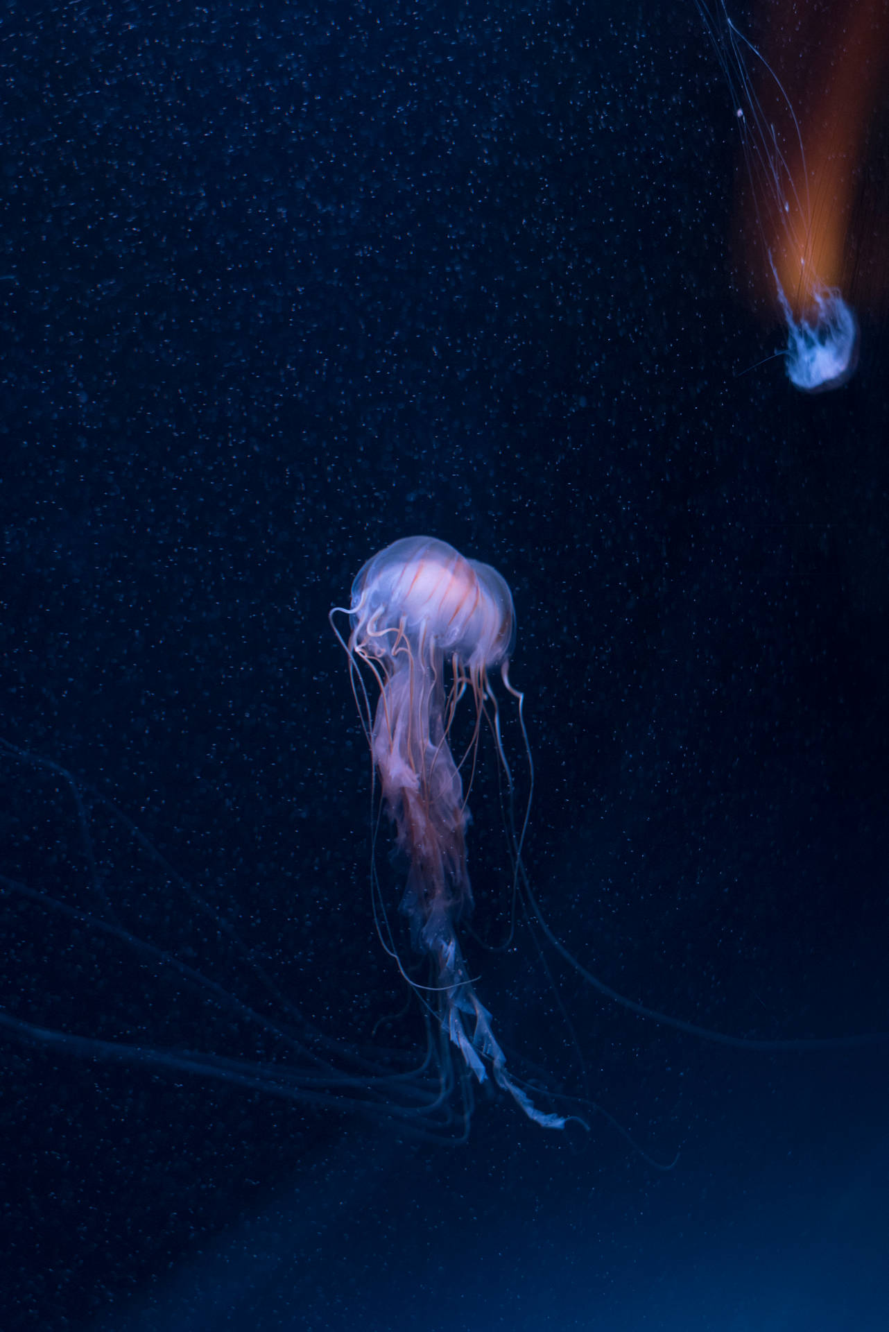 4016X6016 Jellyfish Wallpaper and Background