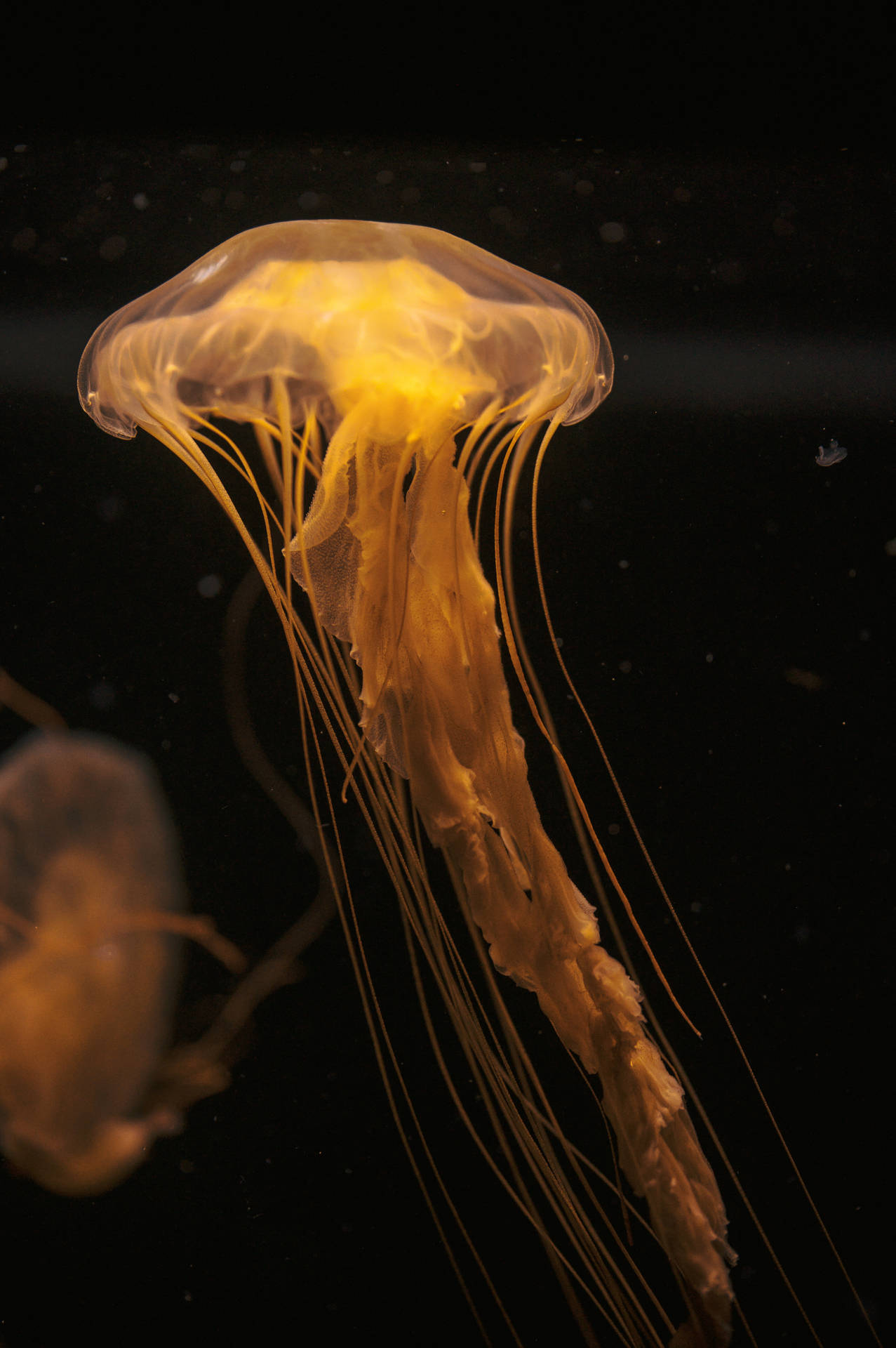 4024X6048 Jellyfish Wallpaper and Background