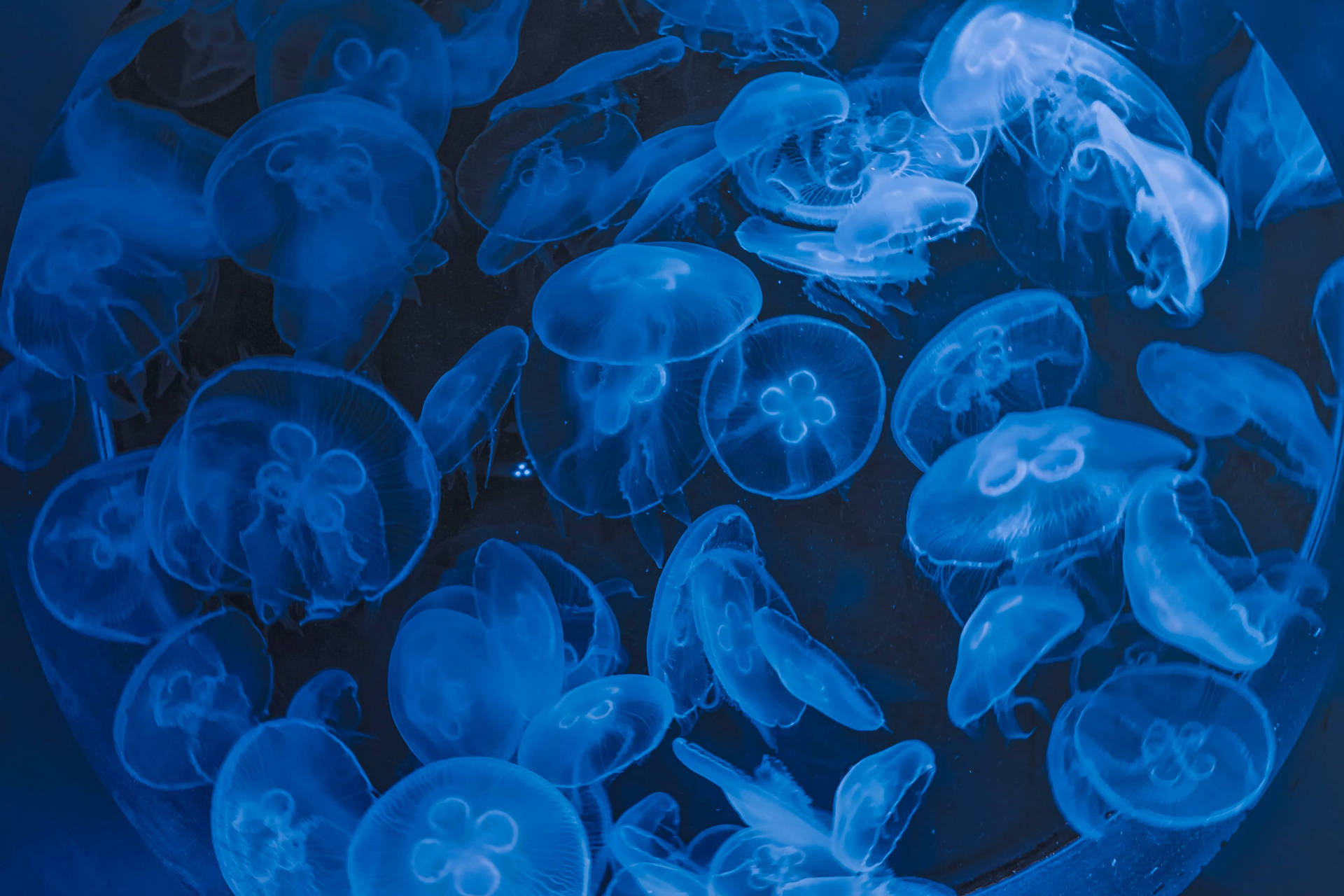 4096X2730 Jellyfish Wallpaper and Background