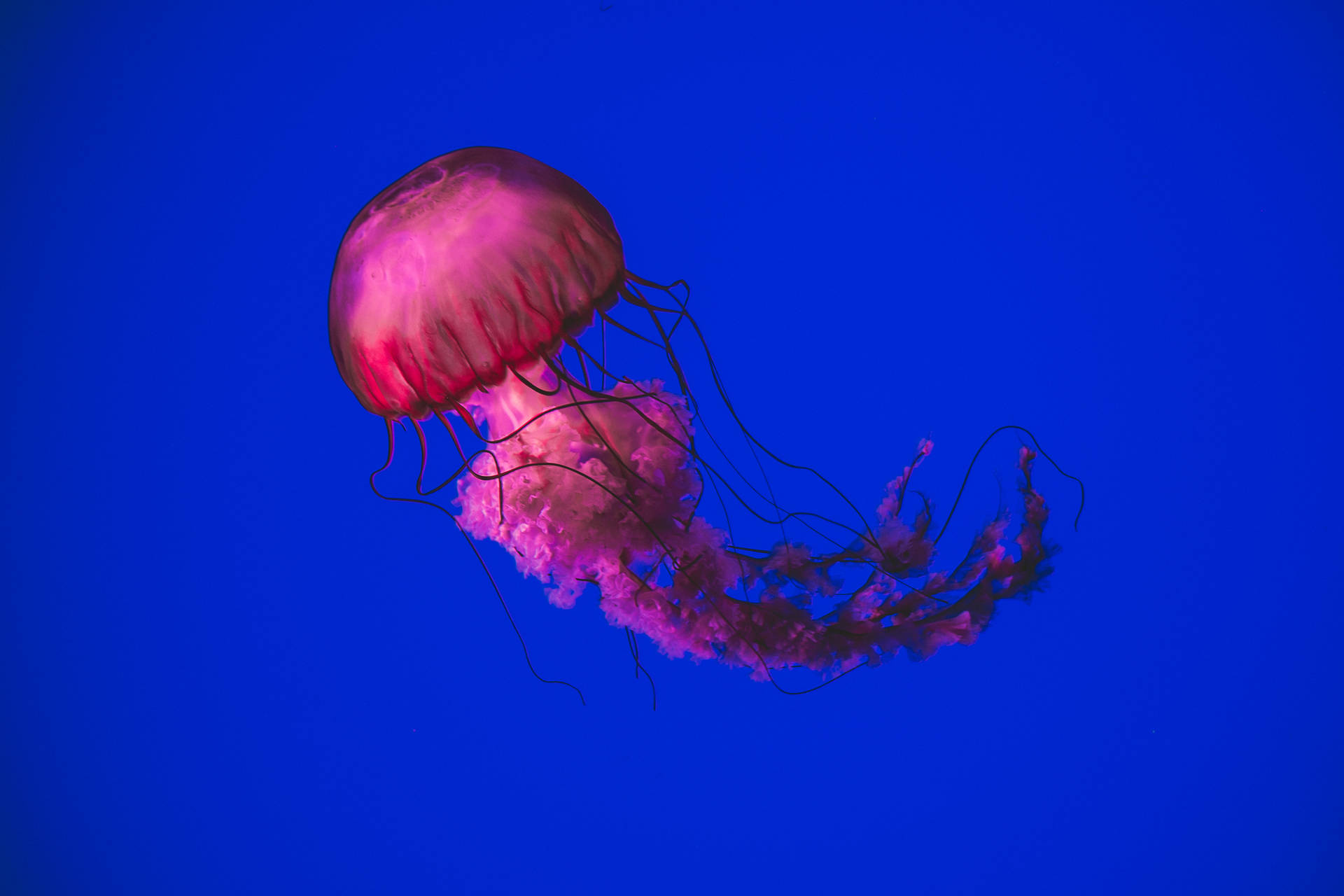 Jellyfish 4896X3264 Wallpaper and Background Image