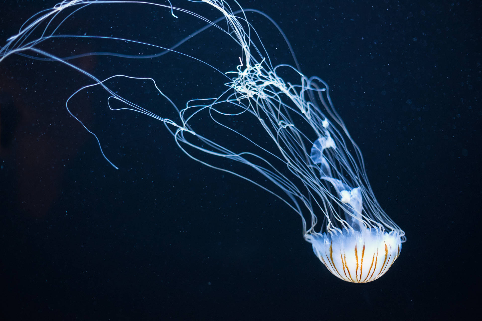4896X3264 Jellyfish Wallpaper and Background